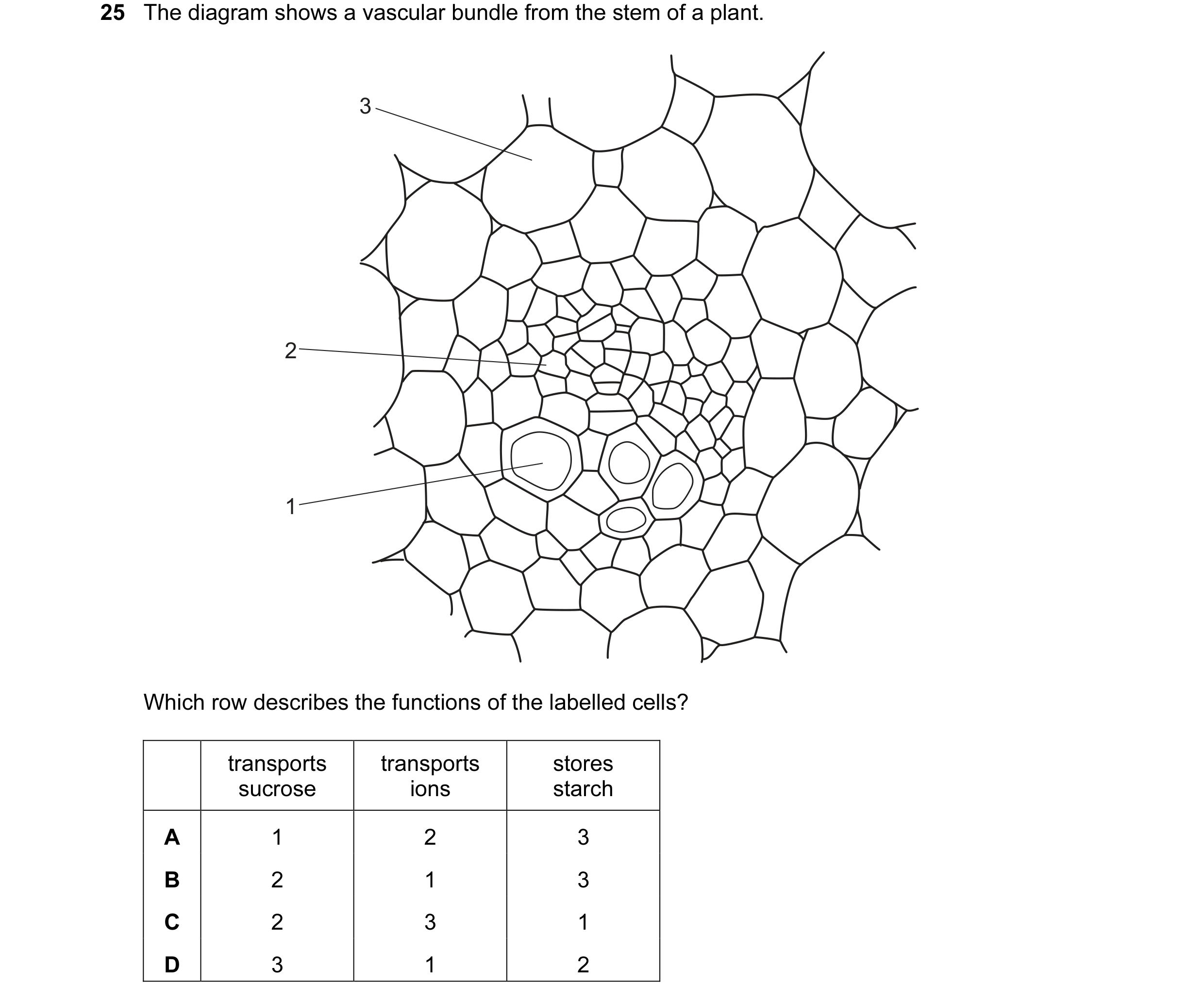 Question 38: The diagram shows a vascular bundle from the stem of a plant. 3 2 1 Which row describes the functions of the labelled cells? transports tra…