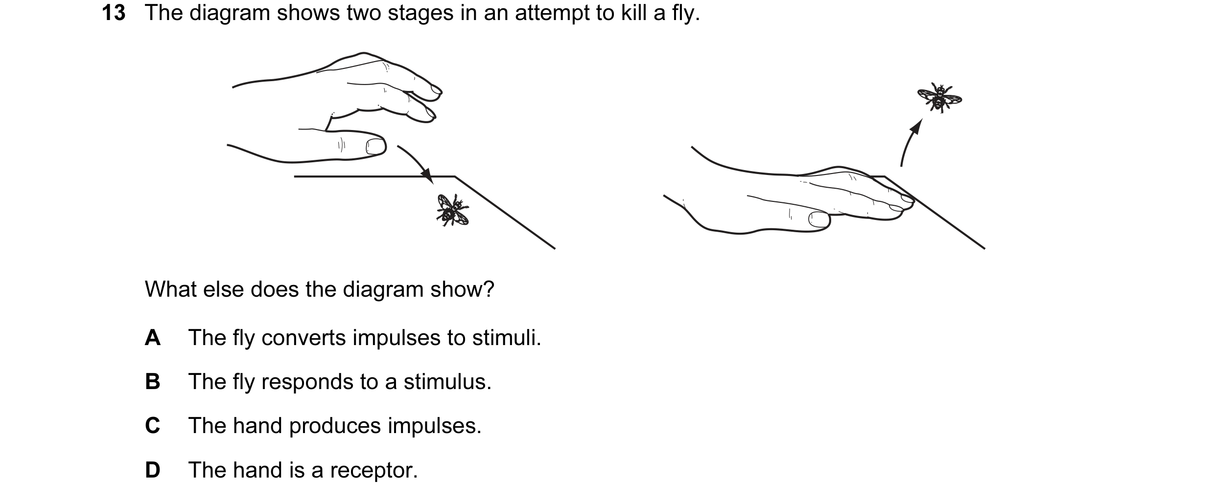 Question 15: The diagram shows two stages in an attempt to kill a fly. What else does the diagram show? A The fly converts impulses to stimuli. B The fl…