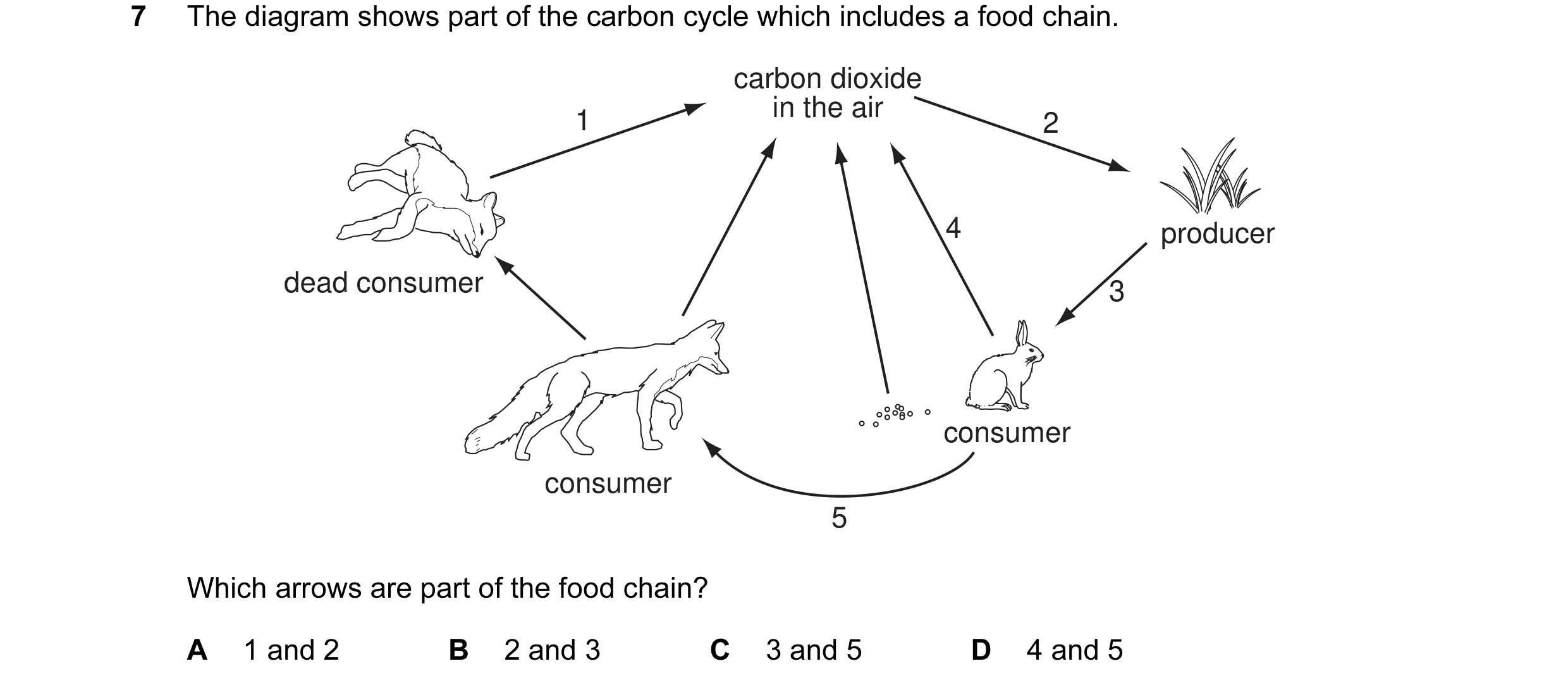 Question 7: The diagram shows part of the carbon cycle which includes a food chain. carbon dioxide in the air 1 2 4 producer dead consumer 3 consumer c…