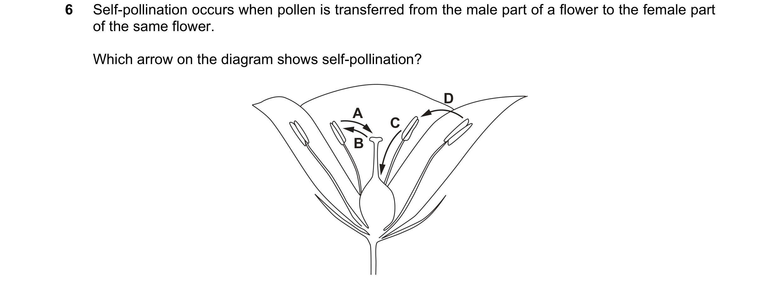 Question 31: Self-pollination occurs when pollen is transferred from the male part of a flower to the female part of the same flower. Which arrow on the…