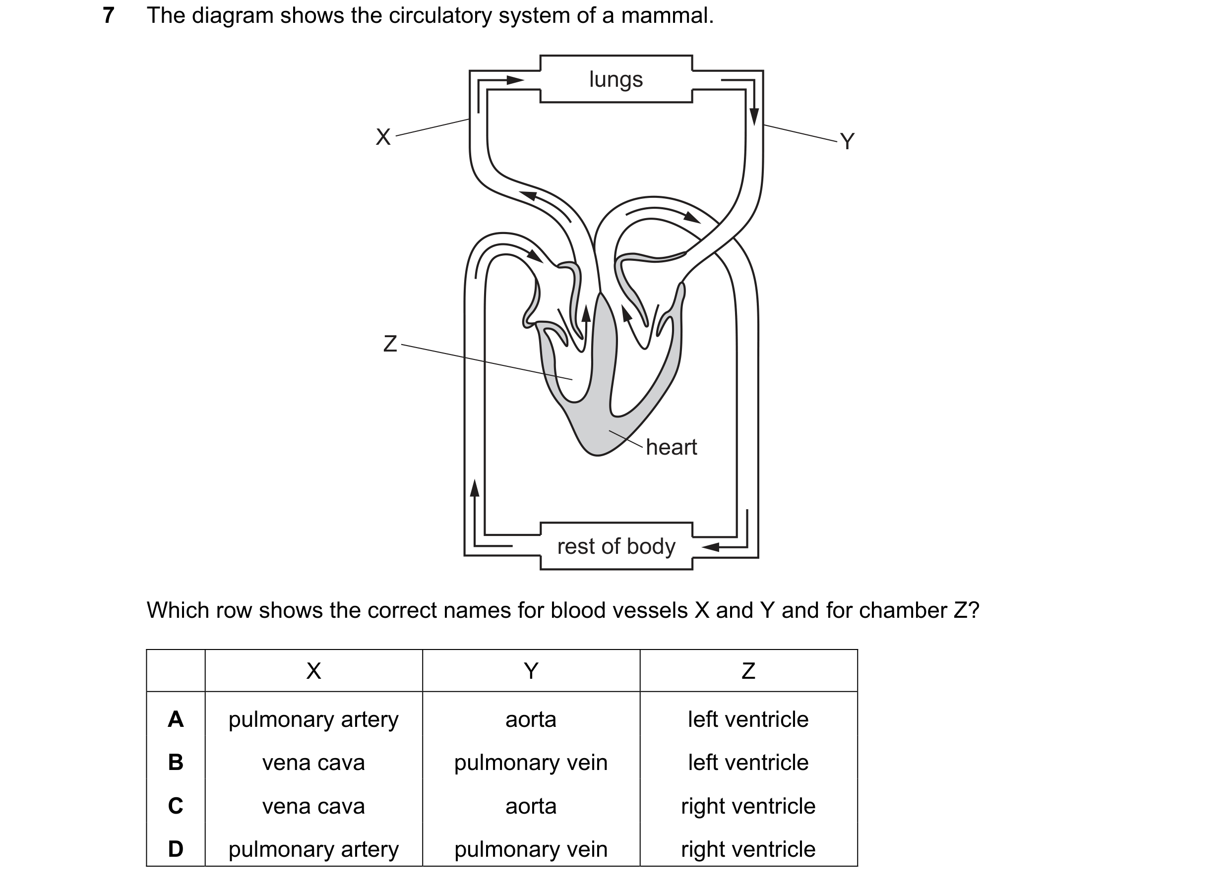 Question 9: The diagram shows the circulatory system of a mammal. lungs X Y Z heart rest of body Which row shows the correct names for blood vessels X …