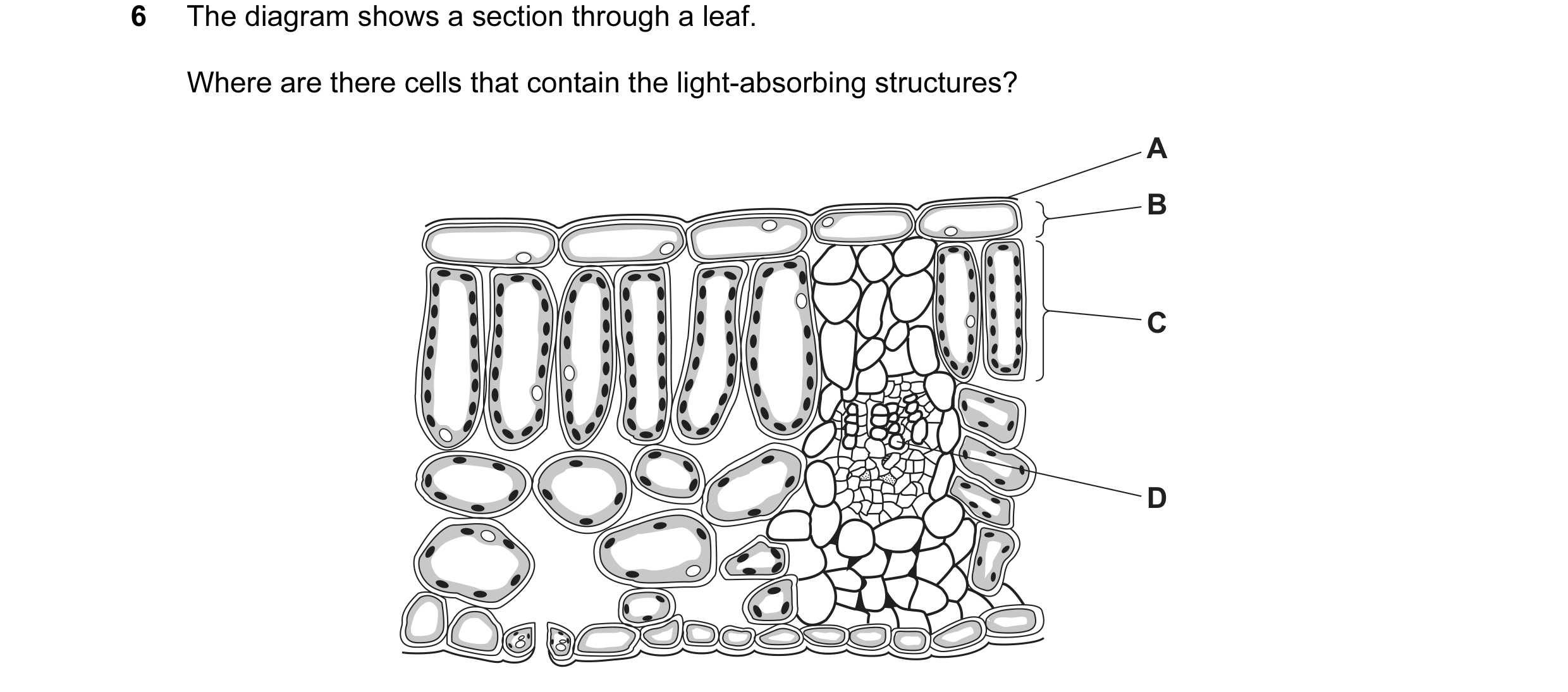 Question 28: The diagram shows a section through a leaf. Where are there cells that contain the light-absorbing structures? A B C D