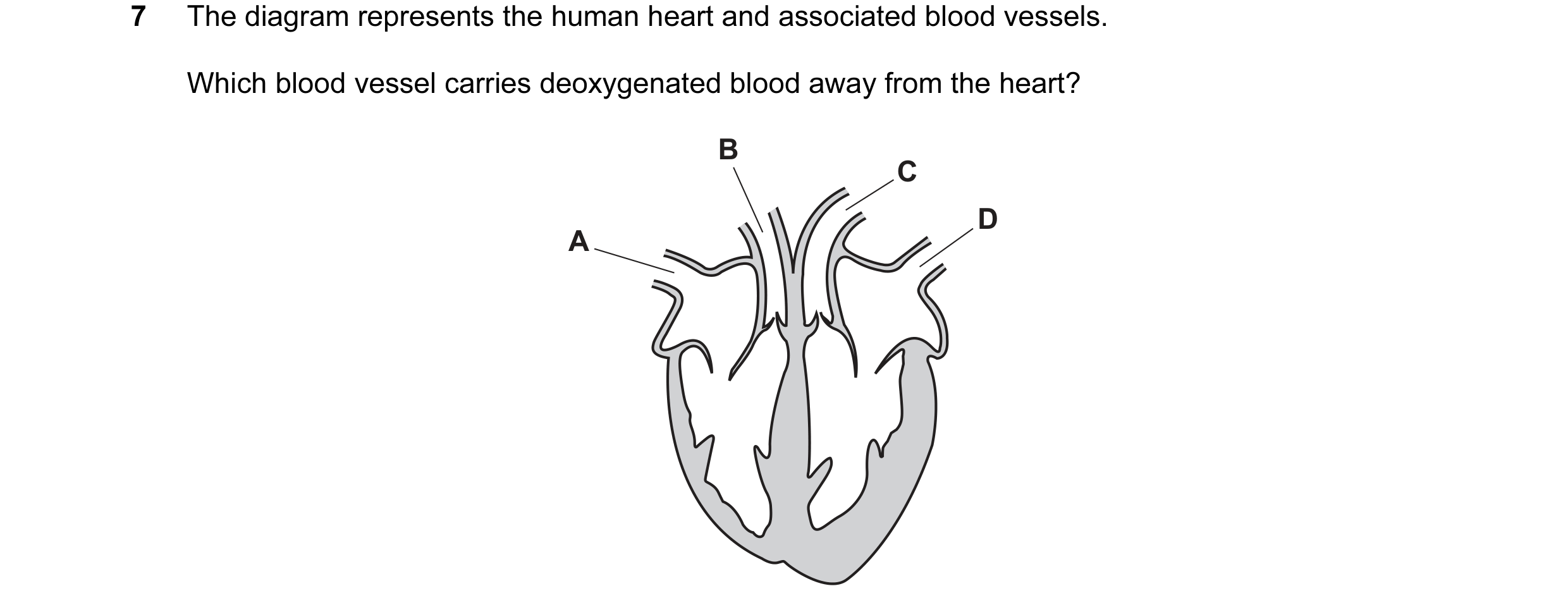 Question 31: The diagram represents the human heart and associated blood vessels. Which blood vessel carries deoxygenated blood away from the heart? B C…