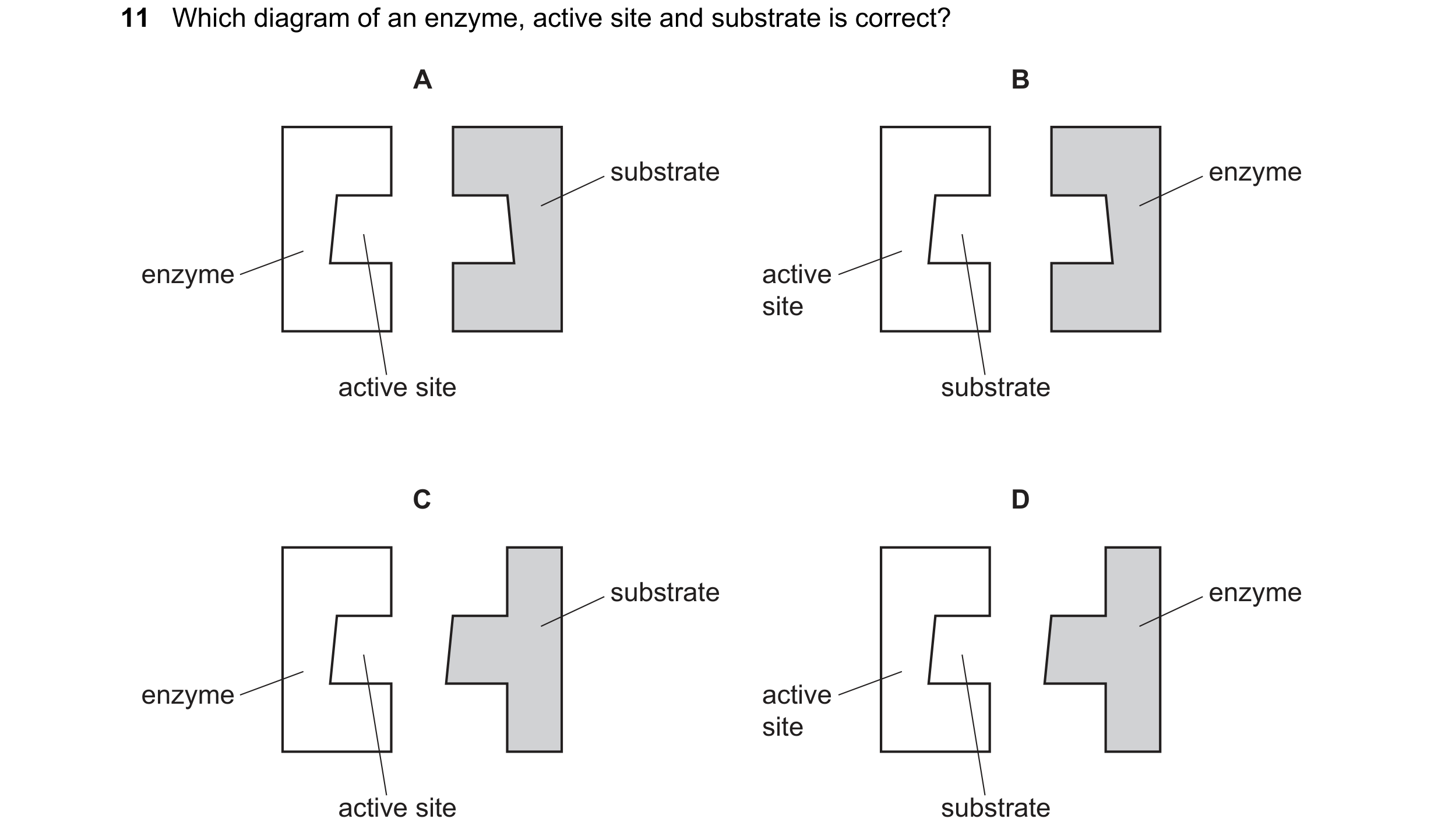 Question 21: Which diagram of an enzyme, active site and substrate is correct? A B substrate enzyme enzyme active site active site substrate C D substra…
