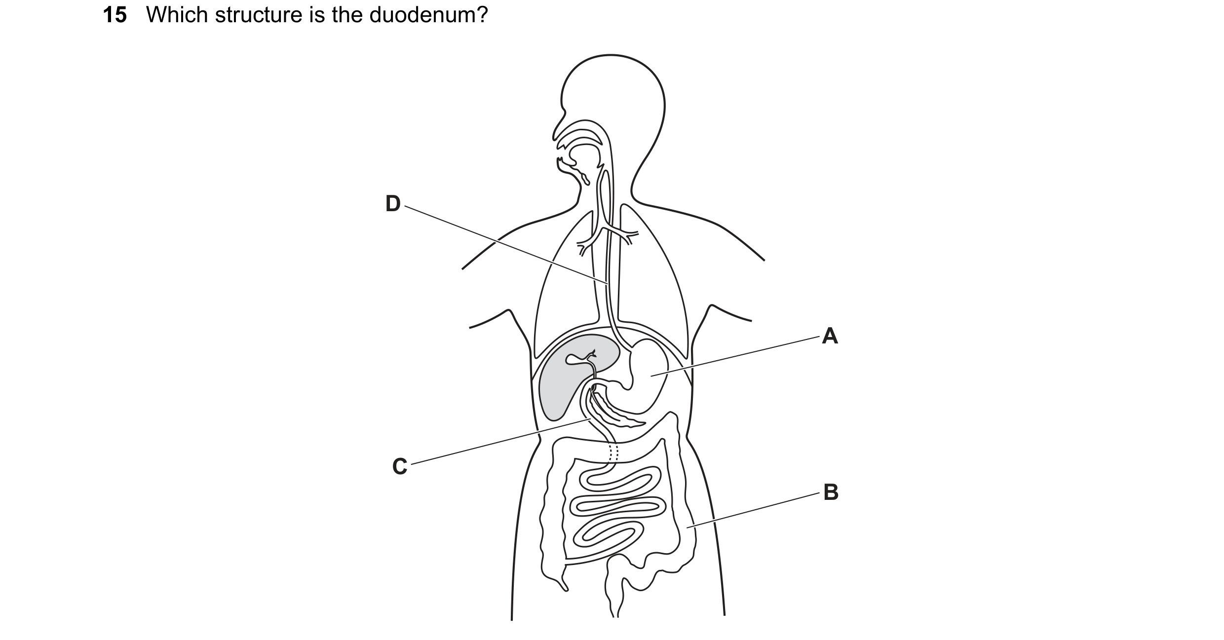 Question 17: Which structure is the duodenum? D A C B