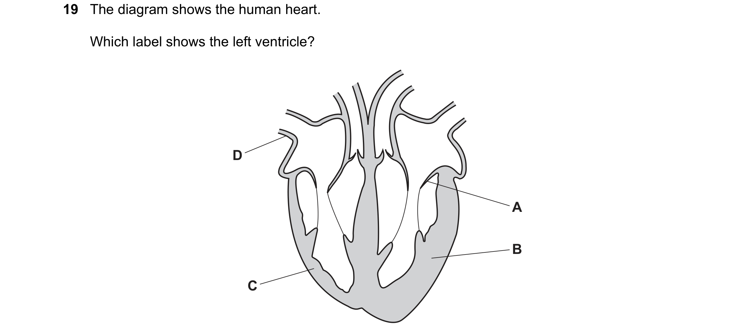 Question 12: The diagram shows the human heart. Which label shows the left ventricle? D A B C
