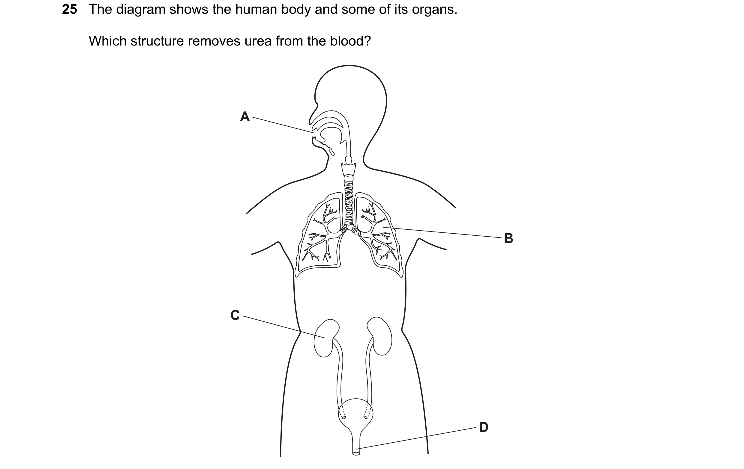 Question 20: The diagram shows the human body and some of its organs. Which structure removes urea from the blood? A B C D