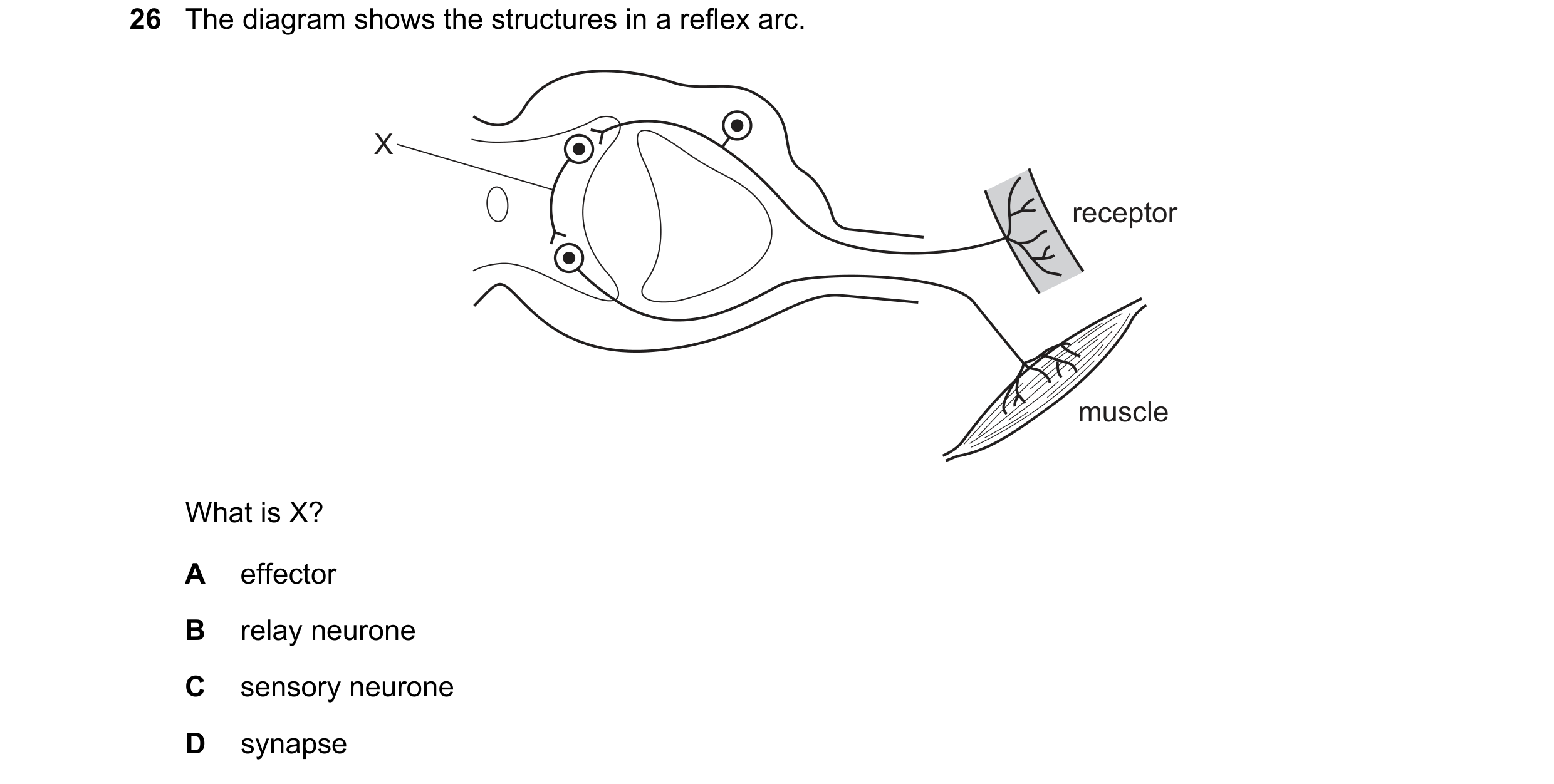 Question 27: The diagram shows the structures in a reflex arc. X receptor muscle What is X? A effector B relay neurone C sensory neurone D synapse