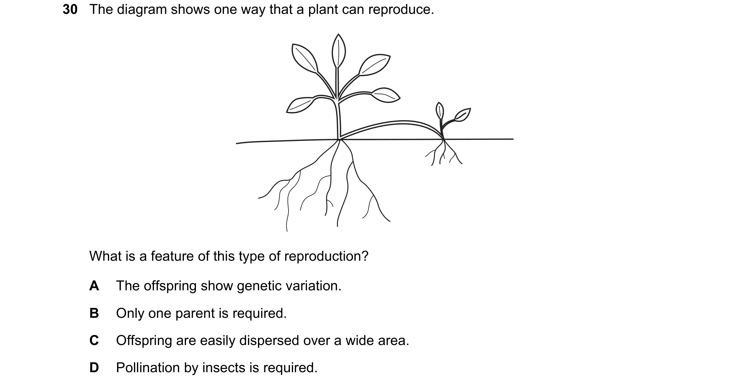 Question 6: The diagram shows one way that a plant can reproduce. What is a feature of this type of reproduction? A The offspring show genetic variatio…