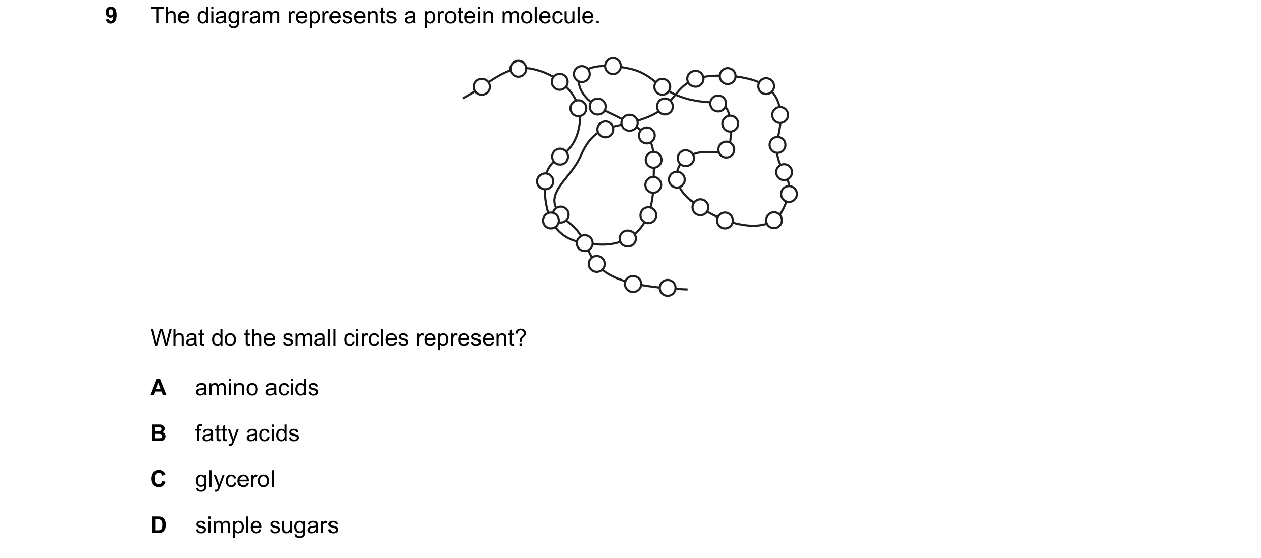 Question 26: The diagram represents a protein molecule. What do the small circles represent? A amino acids B fatty acids C glycerol D simple sugars