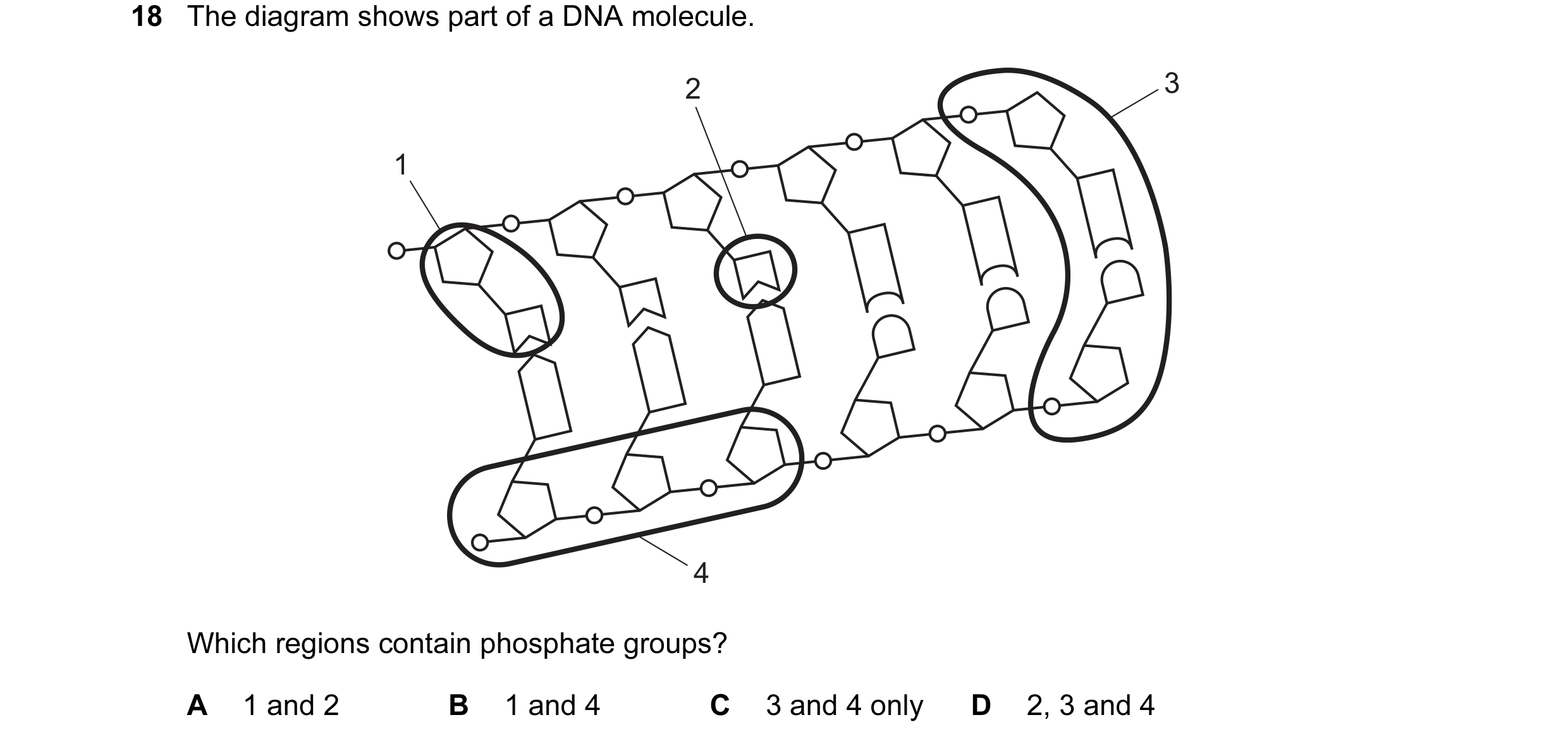 Question 69: The diagram shows part of a DNA molecule. 2 3 1 4 Which regions contain phosphate groups? A 1 and 2 B 1 and 4 C 3 and 4 only D 2, 3 and 4
