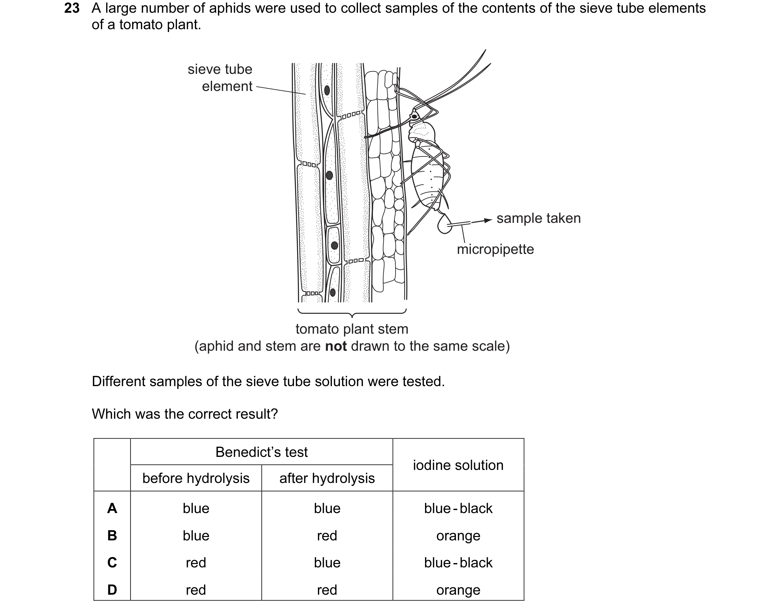 Question 30: A large number of aphids were used to collect samples of the contents of the sieve tube elements of a tomato plant. sieve tube element samp…