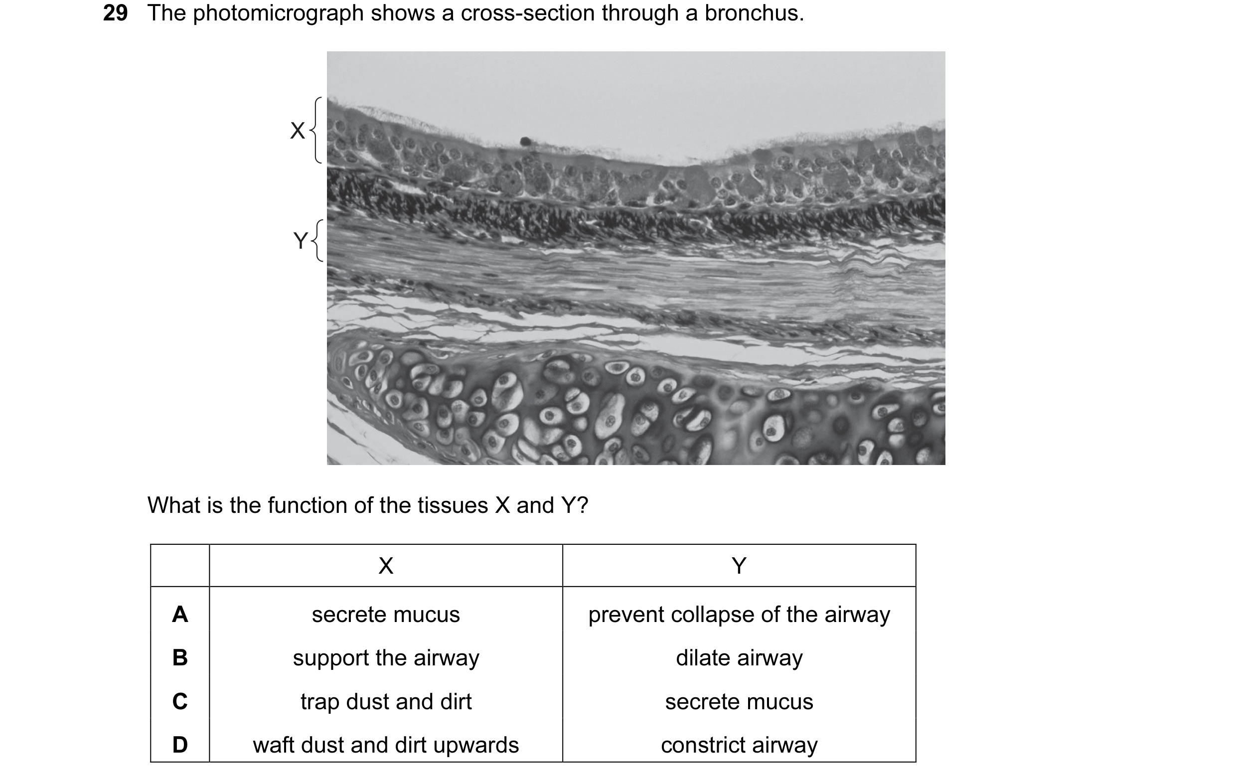 Question 84: The photomicrograph shows a cross-section through a bronchus. X Y What is the function of the tissues X and Y? X Y A secrete mucus prevent …