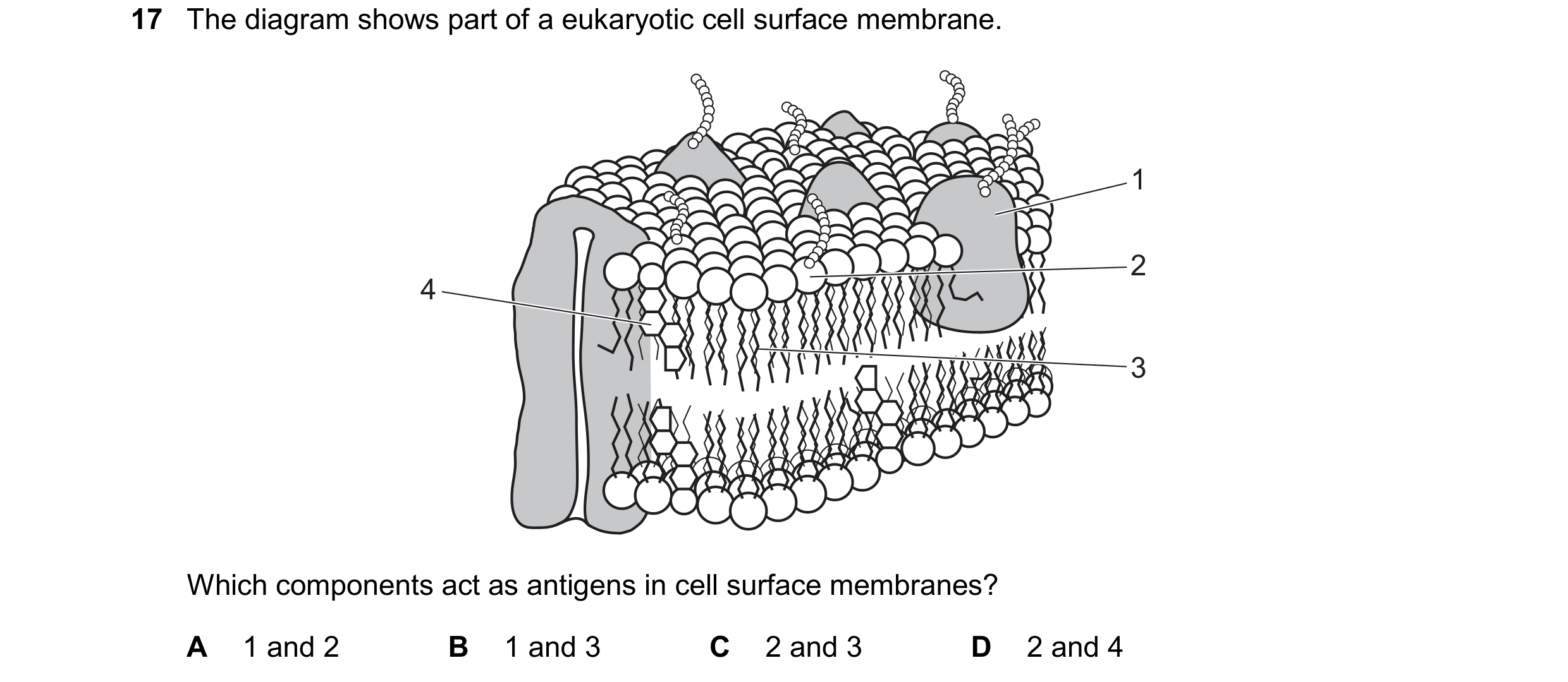 Question 141: The diagram shows part of a eukaryotic cell surface membrane. 1 2 4 3 Which components act as antigens in cell surface membranes? A 1 and 2…