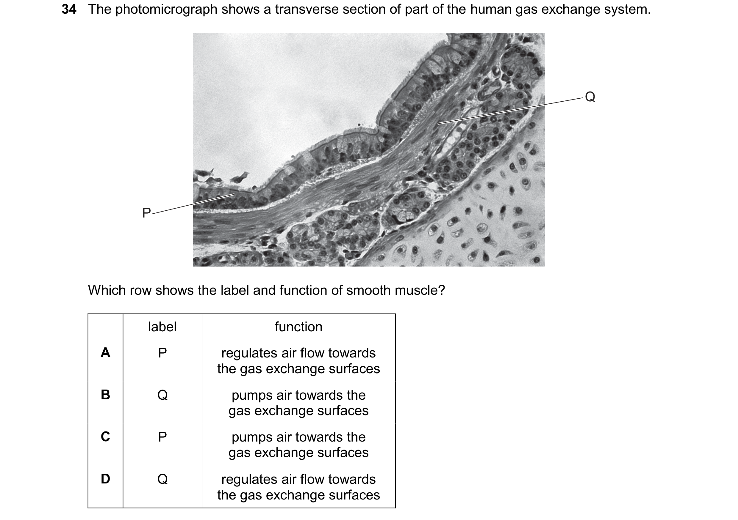 Question 266: The photomicrograph shows a transverse section of part of the human gas exchange system. Q P Which row shows the label and function of smoo…