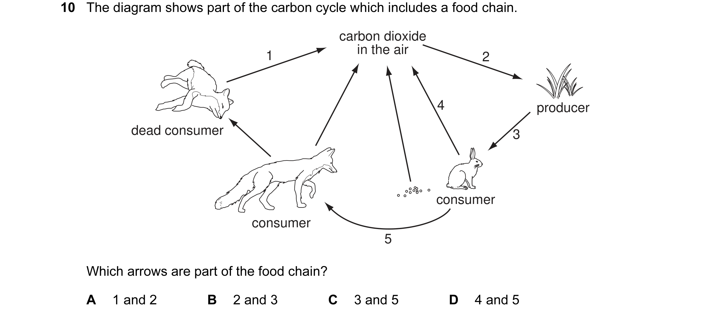Question 11: The diagram shows part of the carbon cycle which includes a food chain. carbon dioxide in the air 1 2 4 producer dead consumer 3 consumer c…