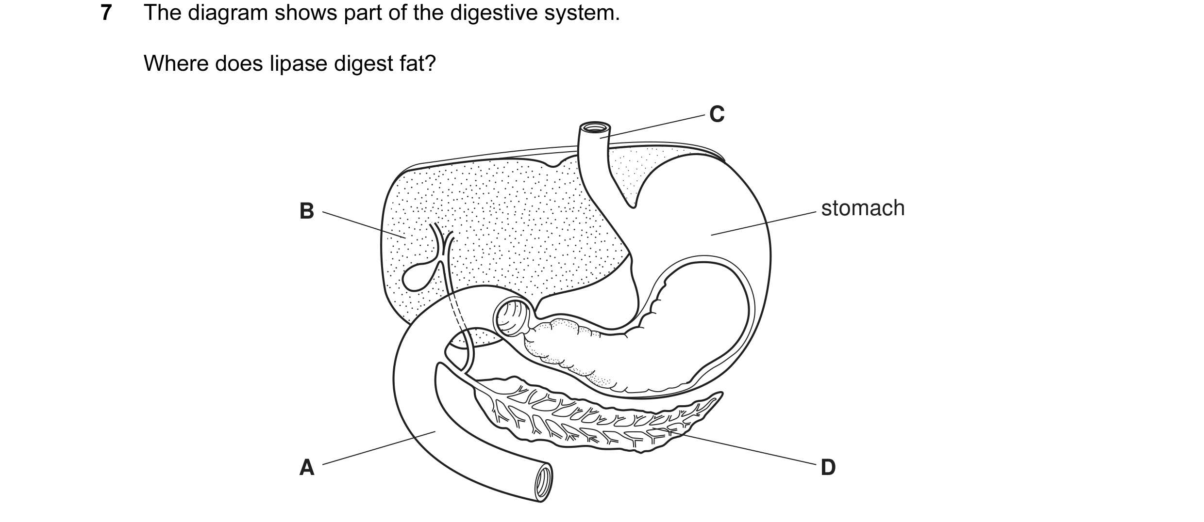 Question 9: The diagram shows part of the digestive system. Where does lipase digest fat? C B stomach A D