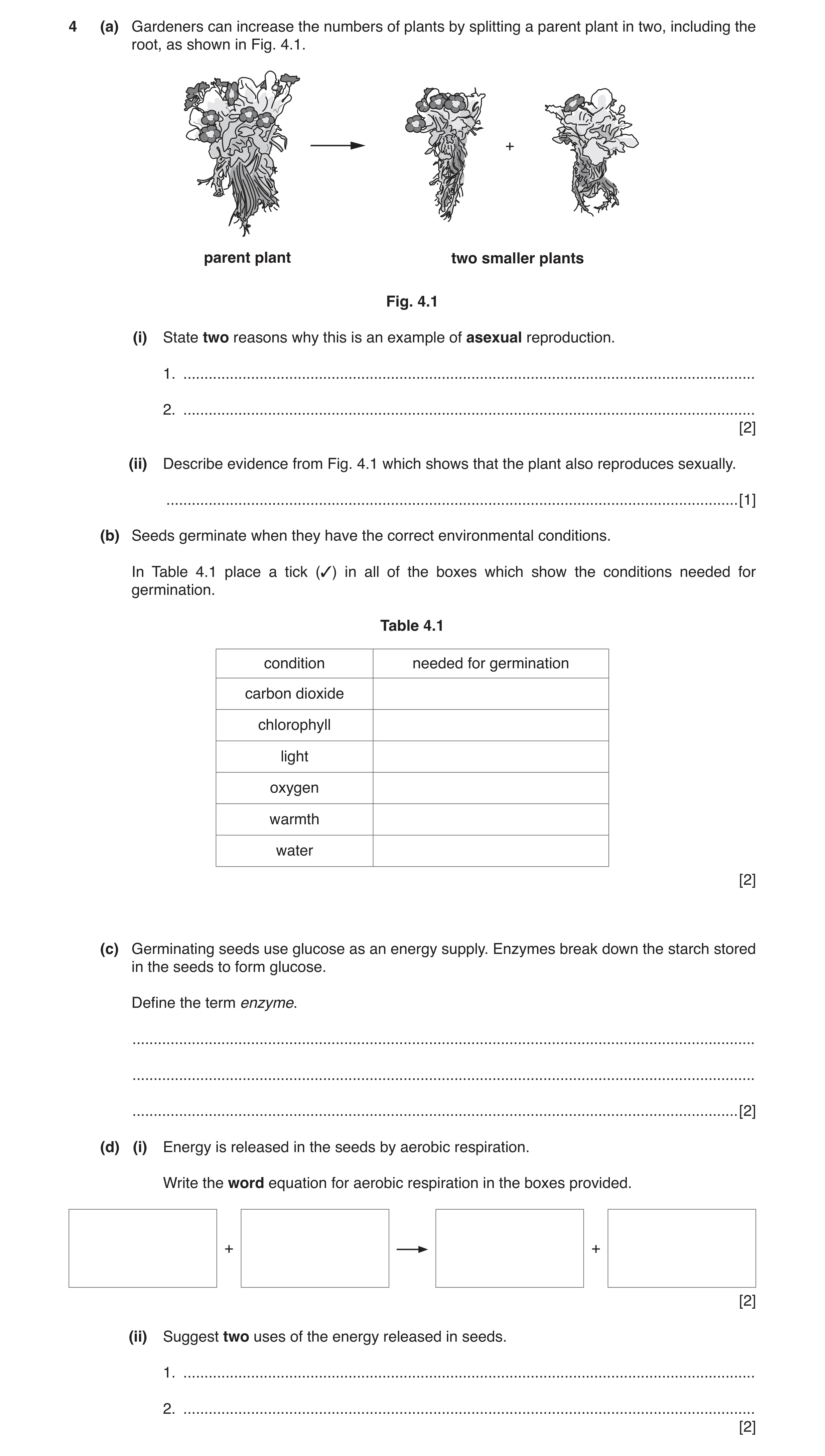 Question 6: (a) Gardeners can increase the numbers of plants by splitting a parent plant in two, including the root, as shown in Fig. 4.1. + parent pla…