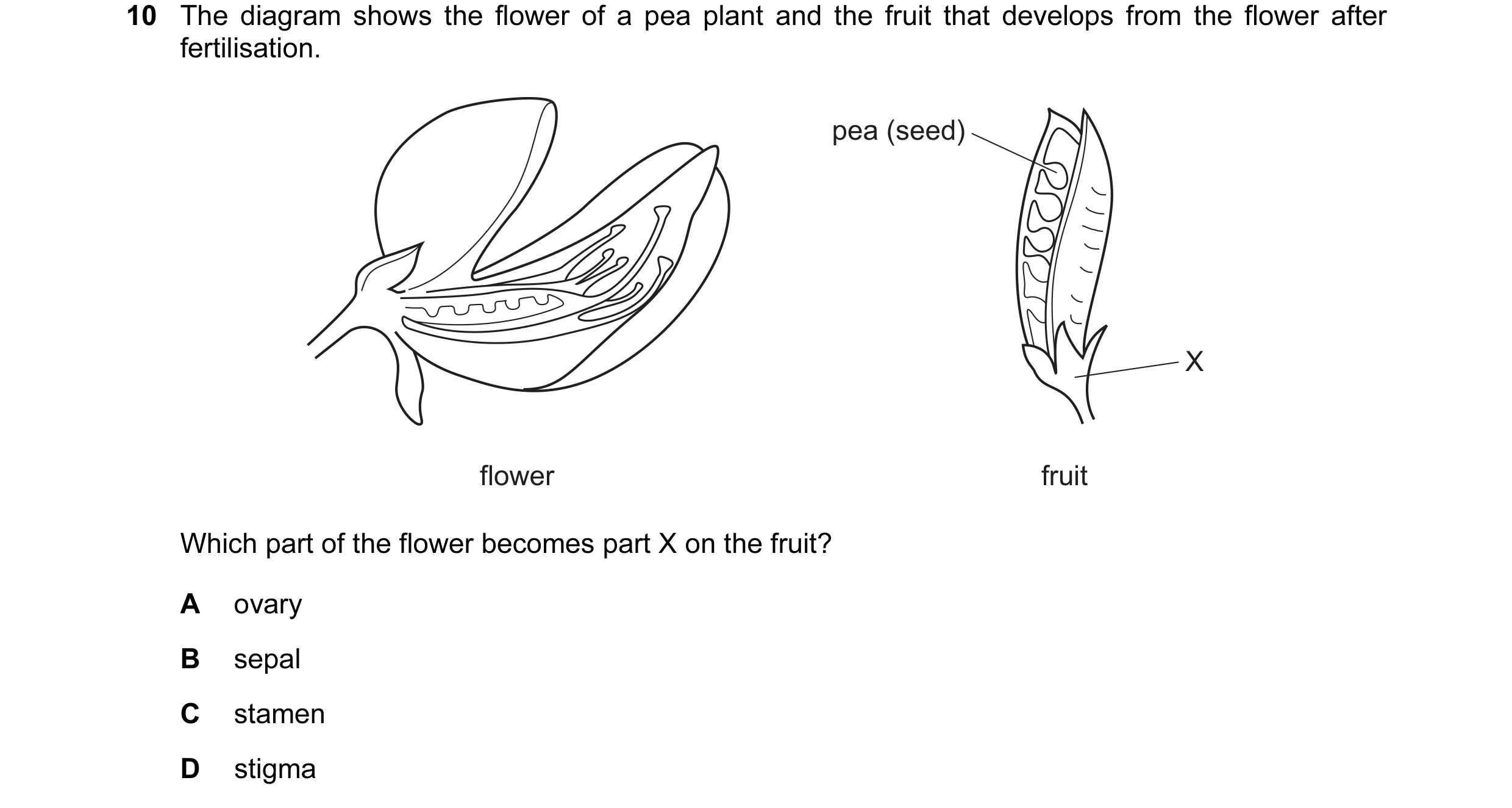 Question 25: The diagram shows the flower of a pea plant and the fruit that develops from the flower after fertilisation. pea (seed) X flower fruit Whic…