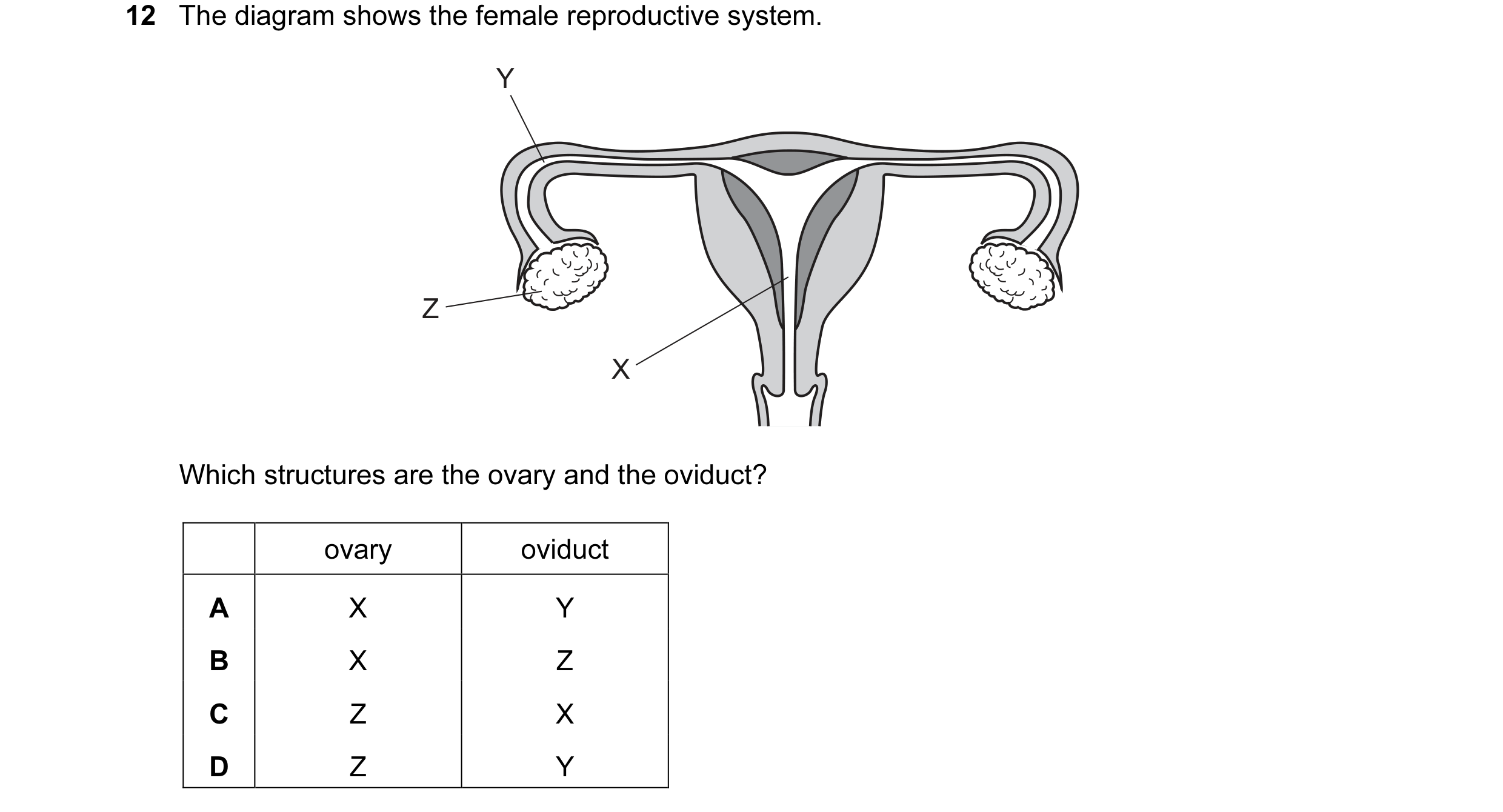Question 28: The diagram shows the female reproductive system. Y Z X Which structures are the ovary and the oviduct? ovary oviduct A X Y B X Z C Z X D Z…