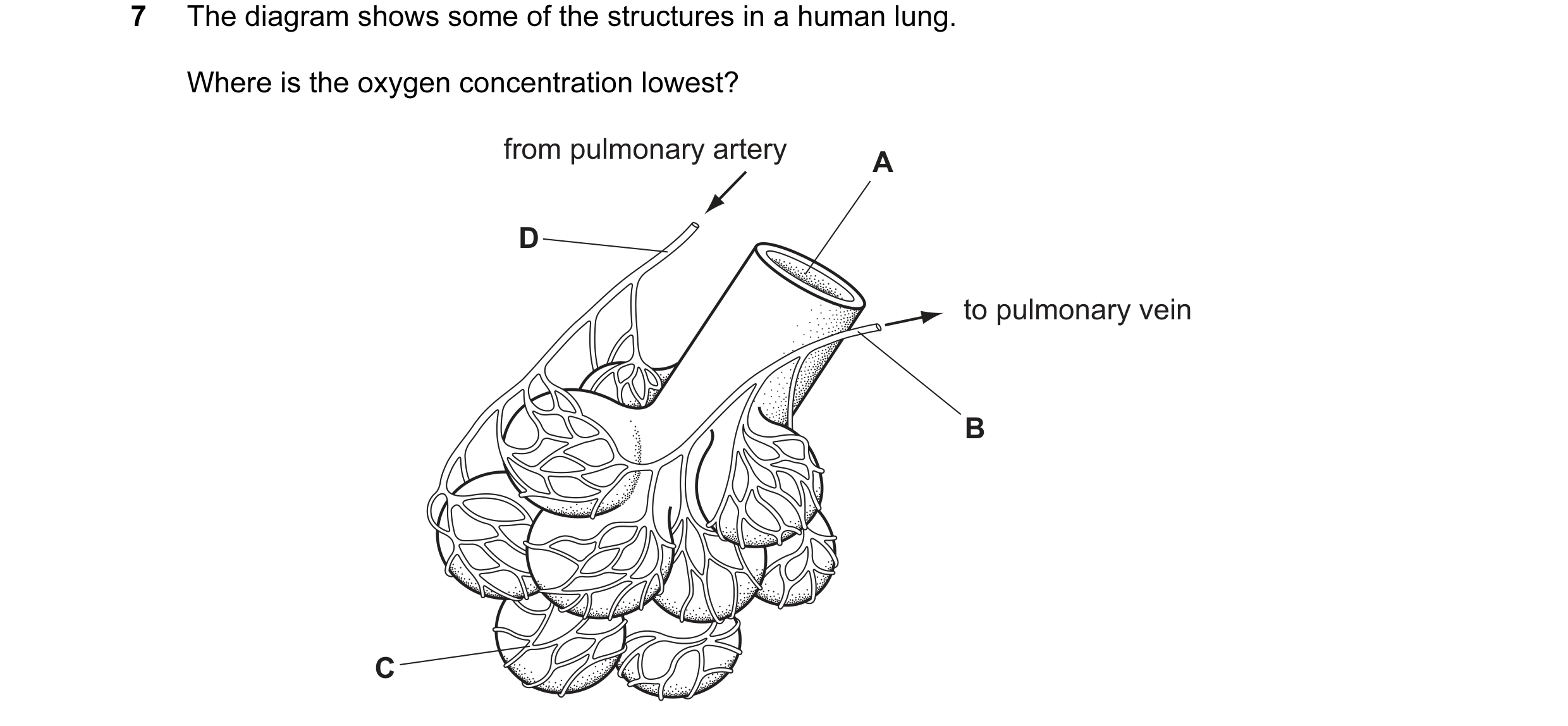 Question 23: The diagram shows some of the structures in a human lung. Where is the oxygen concentration lowest? from pulmonary artery A D to pulmonary …