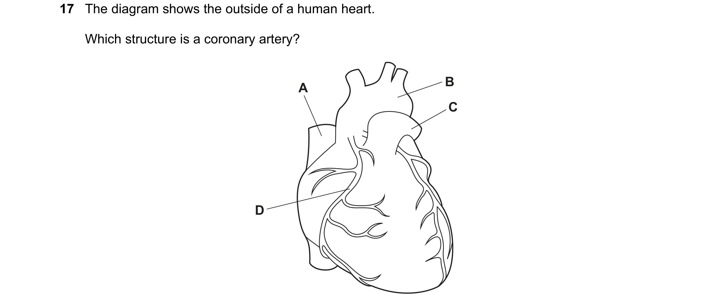 Question 12: The diagram shows the outside of a human heart. Which structure is a coronary artery? B A C D