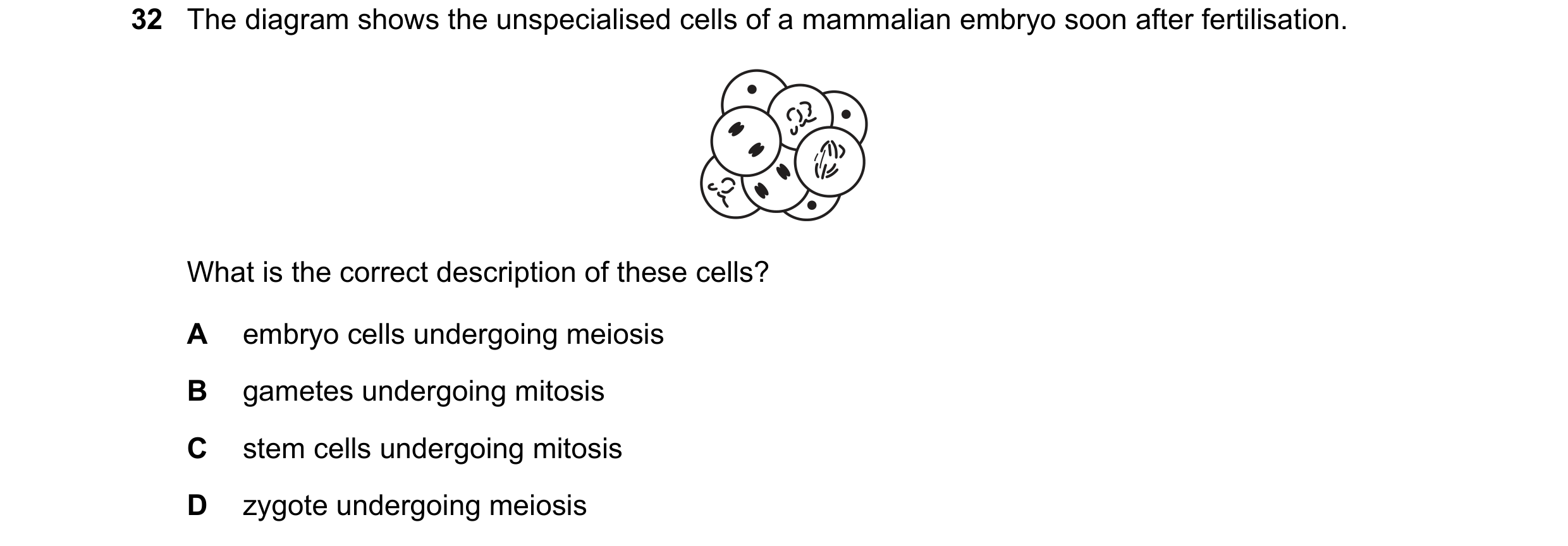 Question 12: The diagram shows the unspecialised cells of a mammalian embryo soon after fertilisation. What is the correct description of these cells? A…