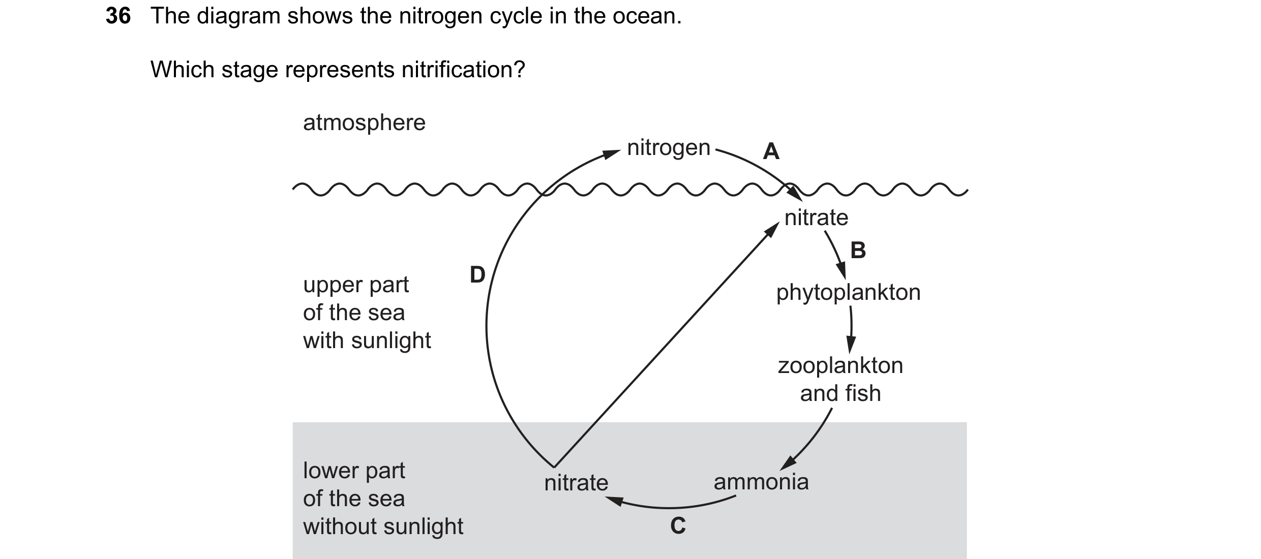 Question 11: The diagram shows the nitrogen cycle in the ocean. Which stage represents nitrification? atmosphere nitrogen A nitrate B upper part D phyto…