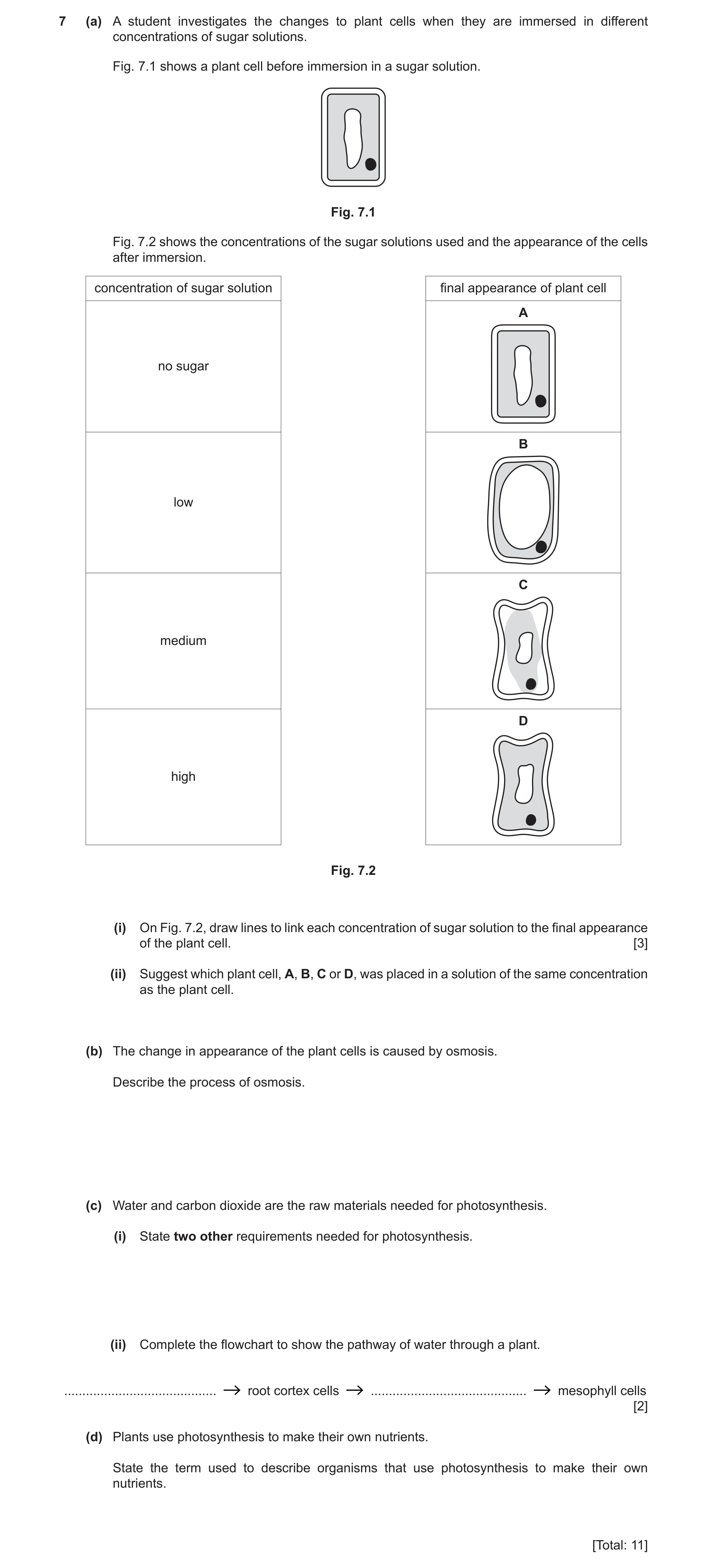 Question 13: (a) A student investigates the changes to plant cells when they are immersed in different concentrations of sugar solutions. Fig. 7.1 shows…