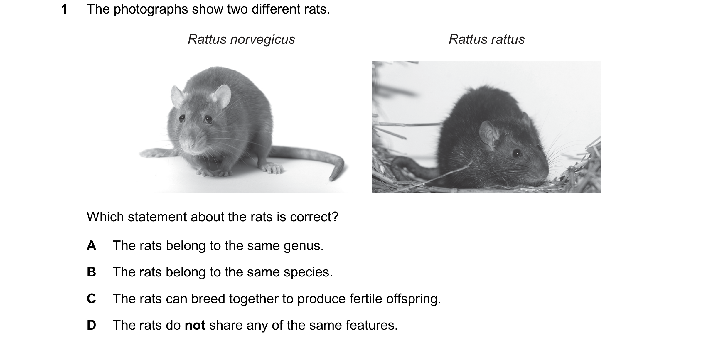 Question 18: The photographs show two different rats. Rattus norvegicus Rattus rattus Which statement about the rats is correct? A The rats belong to th…