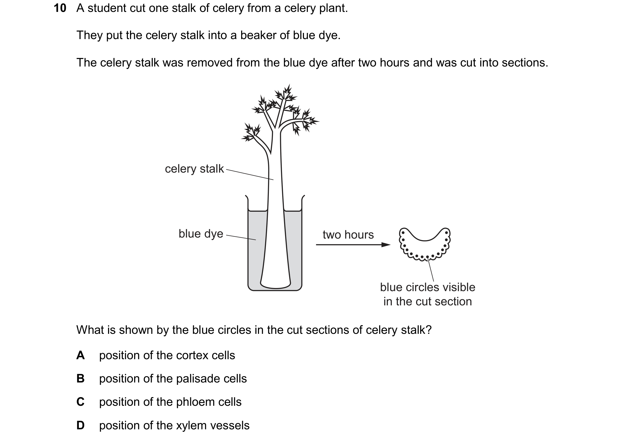 Question 19: A student cut one stalk of celery from a celery plant. They put the celery stalk into a beaker of blue dye. The celery stalk was removed fr…