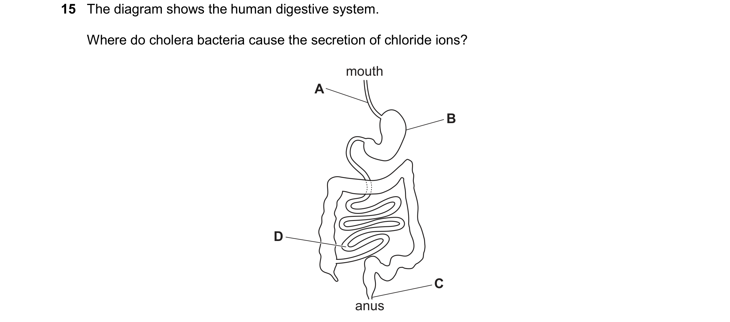 Question 19: The diagram shows the human digestive system. Where do cholera bacteria cause the secretion of chloride ions? mouth A B D C anus