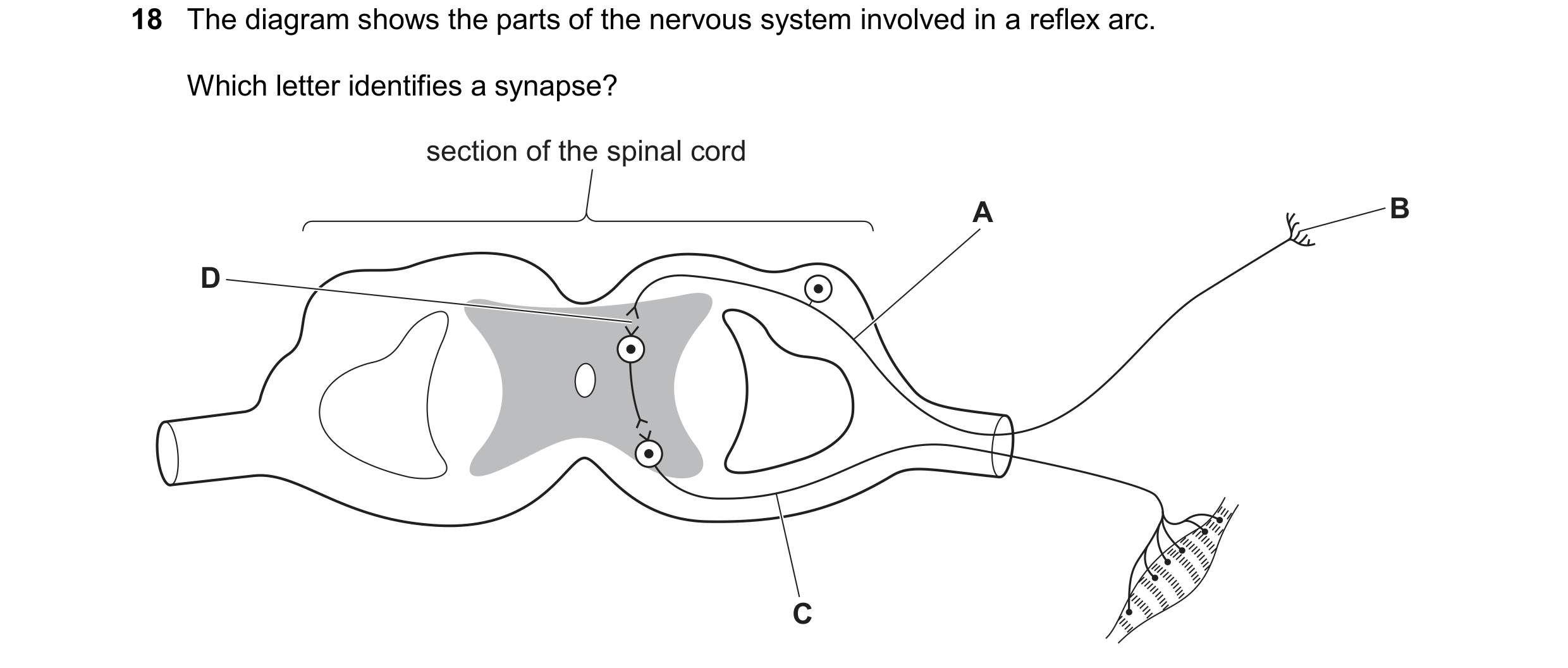 Question 26: The diagram shows the parts of the nervous system involved in a reflex arc. Which letter identifies a synapse? section of the spinal cord A…