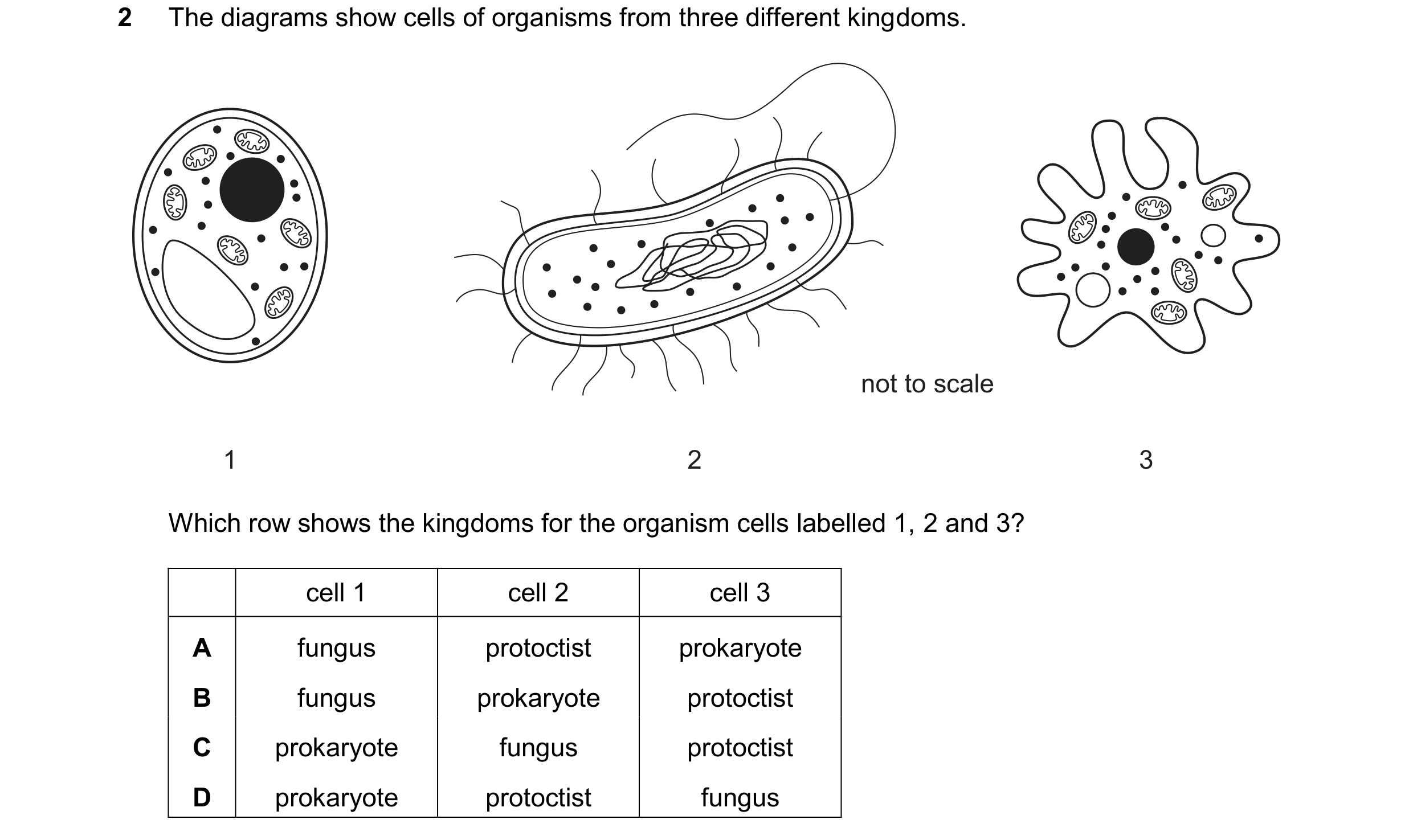 Question 29: The diagrams show cells of organisms from three different kingdoms. not to scale 1 2 3 Which row shows the kingdoms for the organism cells …