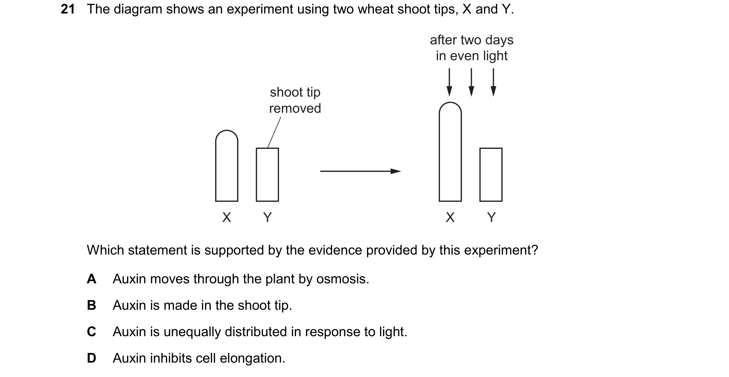 Question 16: The diagram shows an experiment using two wheat shoot tips, X and Y. after two days in even light shoot tip removed X Y X Y Which statement…