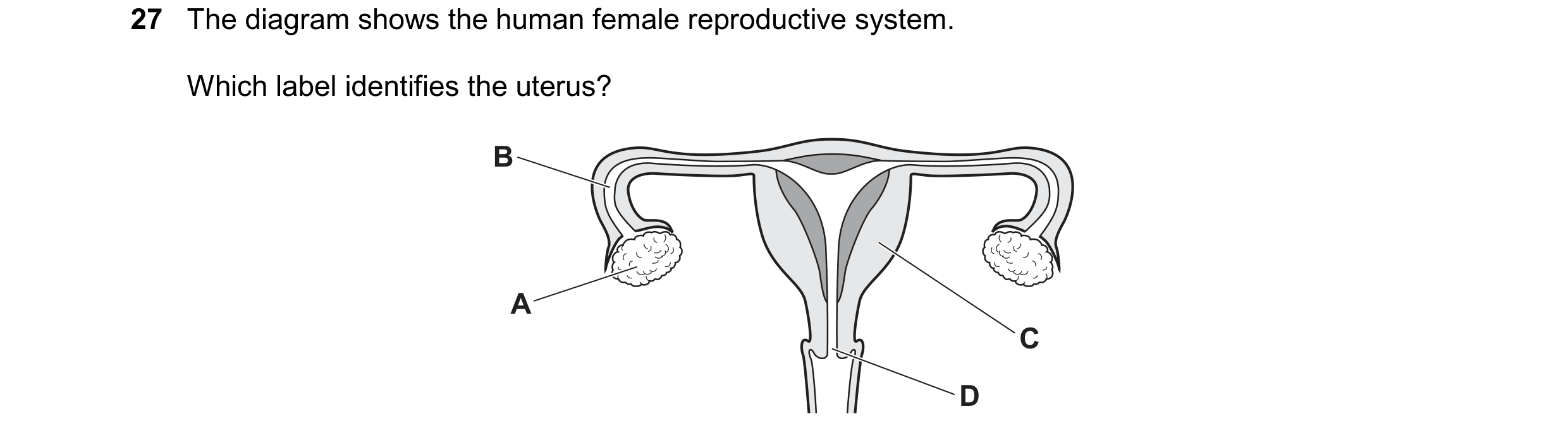 Question 20: The diagram shows the human female reproductive system. Which label identifies the uterus? B A C D
