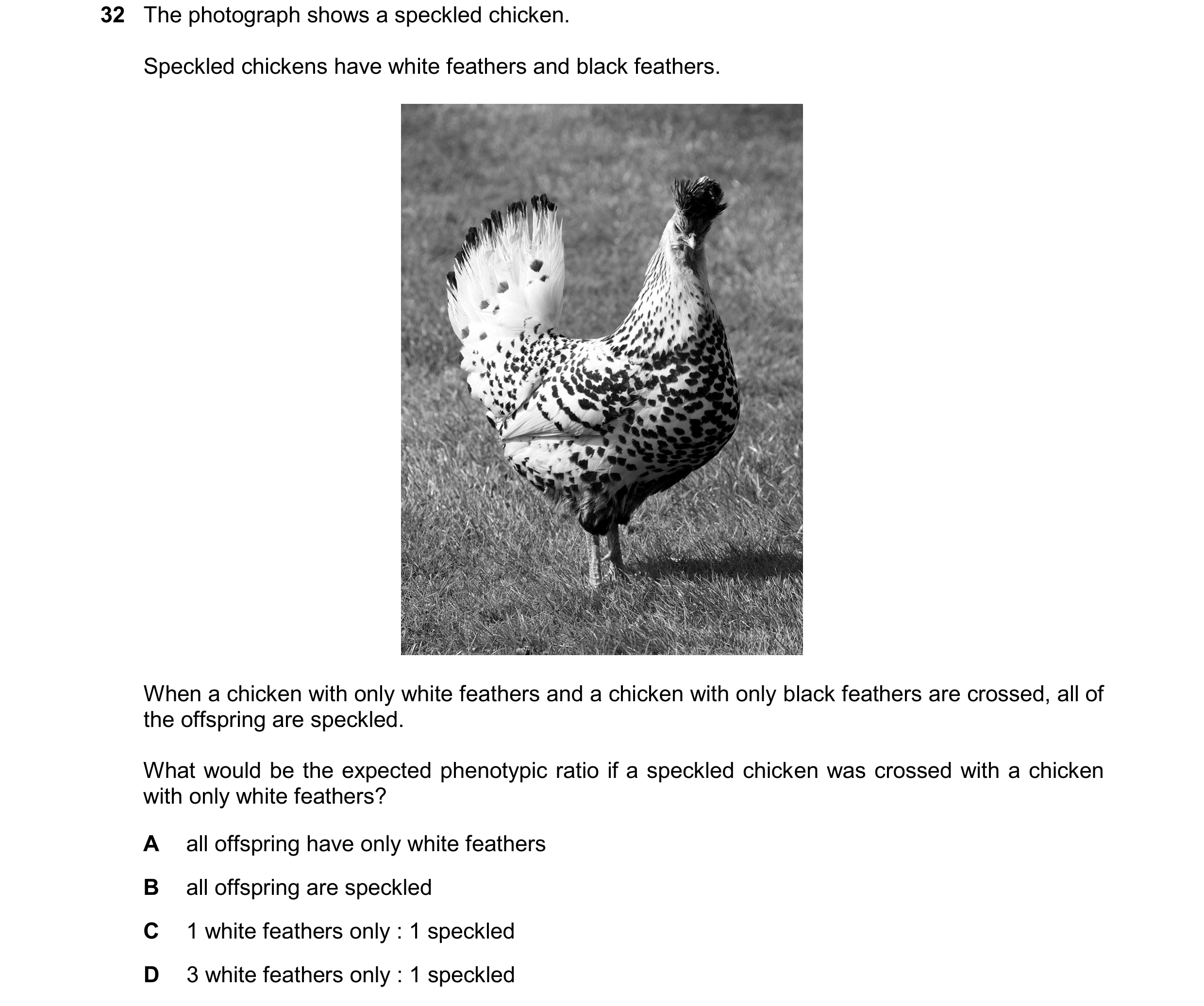 Question 24: The photograph shows a speckled chicken. Speckled chickens have white feathers and black feathers. When a chicken with only white feathers …