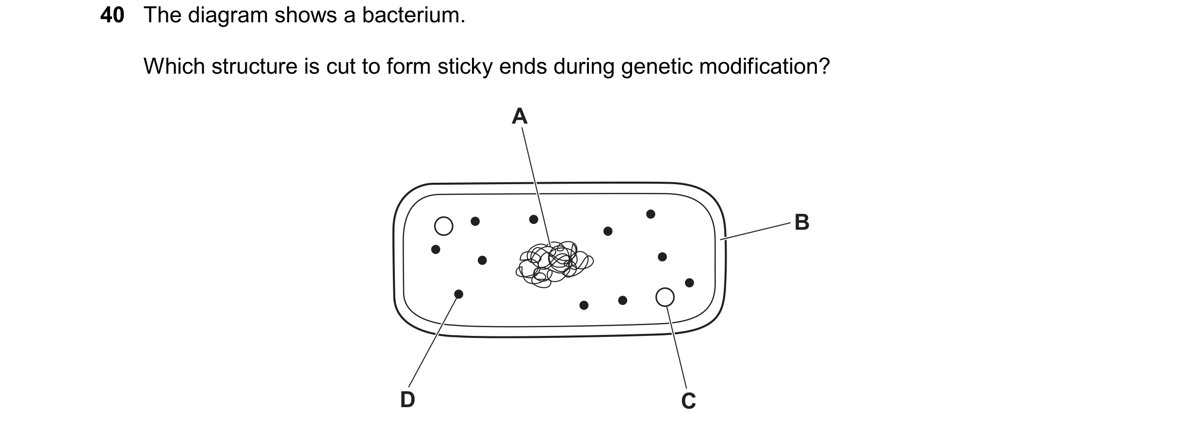 Question 25: The diagram shows a bacterium. Which structure is cut to form sticky ends during genetic modification? A B D C