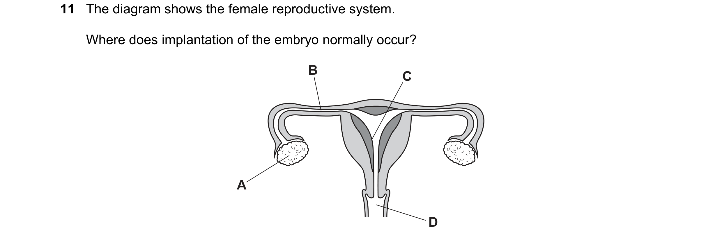 Question 52: The diagram shows the female reproductive system. Where does implantation of the embryo normally occur? B C A D