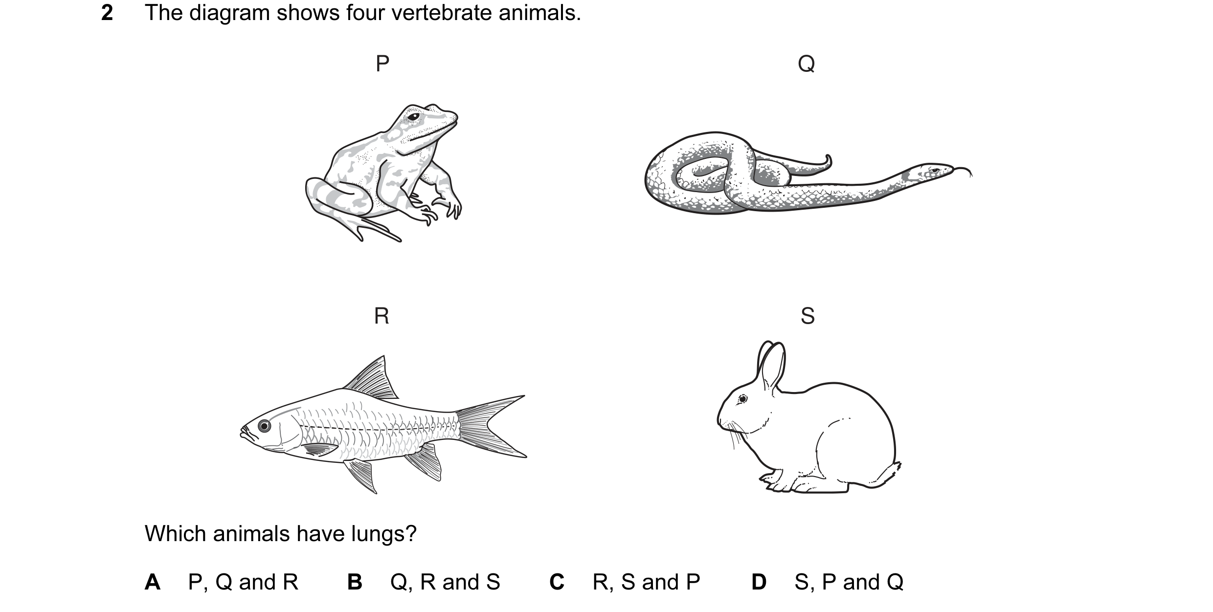 Question 11: The diagram shows four vertebrate animals. P Q R S Which animals have lungs? A P, Q and R B Q, R and S C R, S and P D S, P and Q
