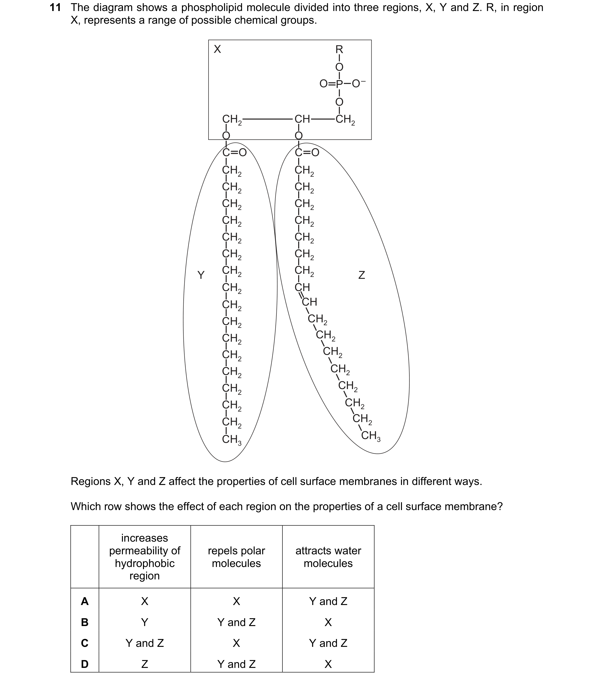 Question 110: The diagram shows a phospholipid molecule divided into three regions, X, Y and Z. R, in region X, represents a range of possible chemical g…