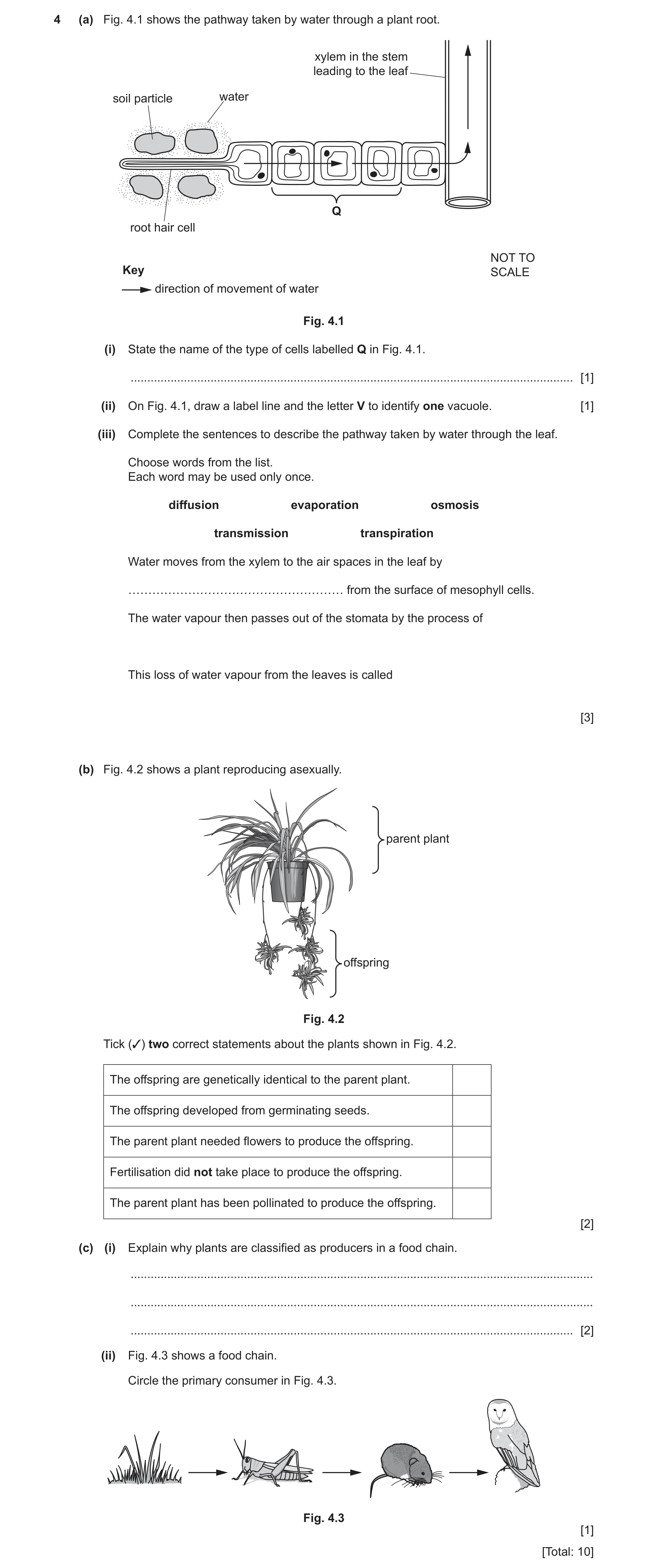 Question 8: (a) Fig. 4.1 shows the pathway taken by water through a plant root. xylem in the stem leading to the leaf soil particle water Q root hair c…