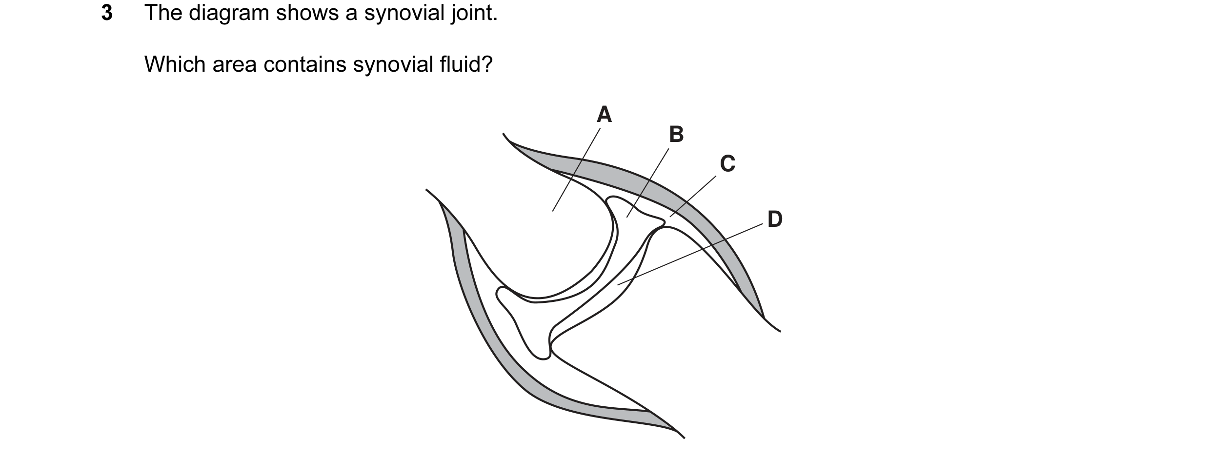 Question 6: The diagram shows a synovial joint. Which area contains synovial fluid? A B C D