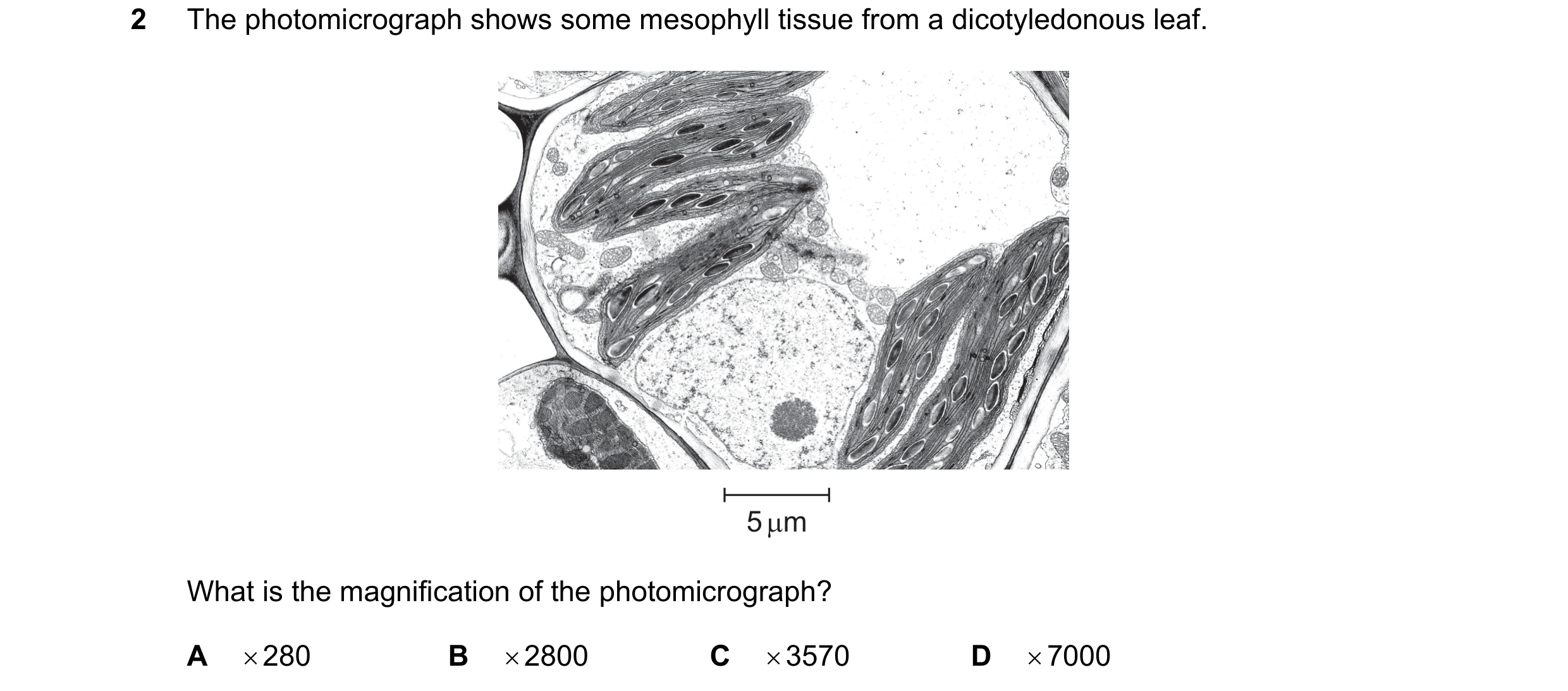 Question 128: The photomicrograph shows some mesophyll tissue from a dicotyledonous leaf. 5 µm What is the magnification of the photomicrograph? A × 280 …