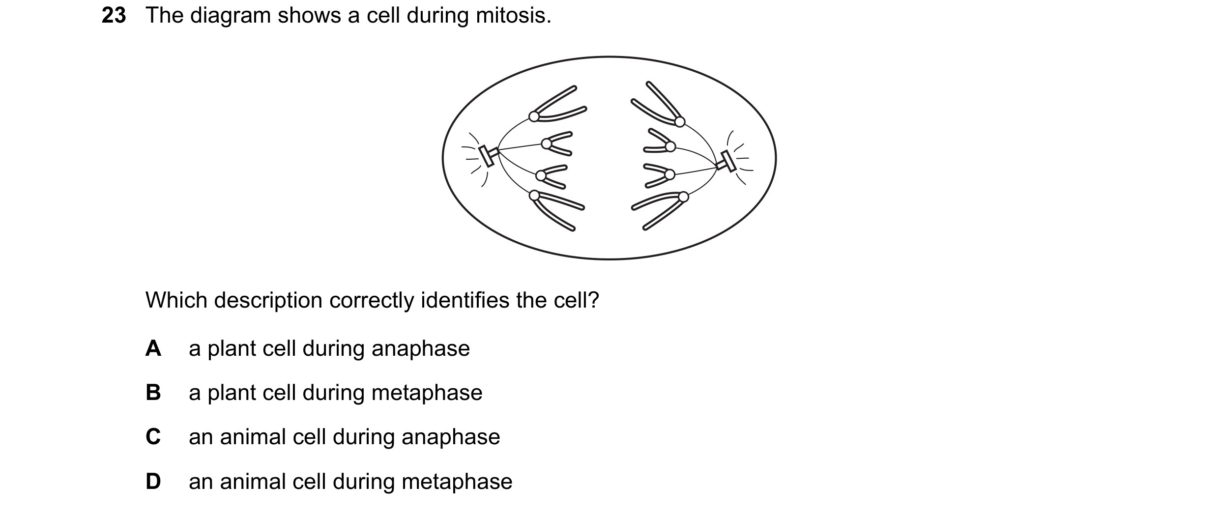 Question 76: The diagram shows a cell during mitosis. Which description correctly identifies the cell? A a plant cell during anaphase B a plant cell dur…