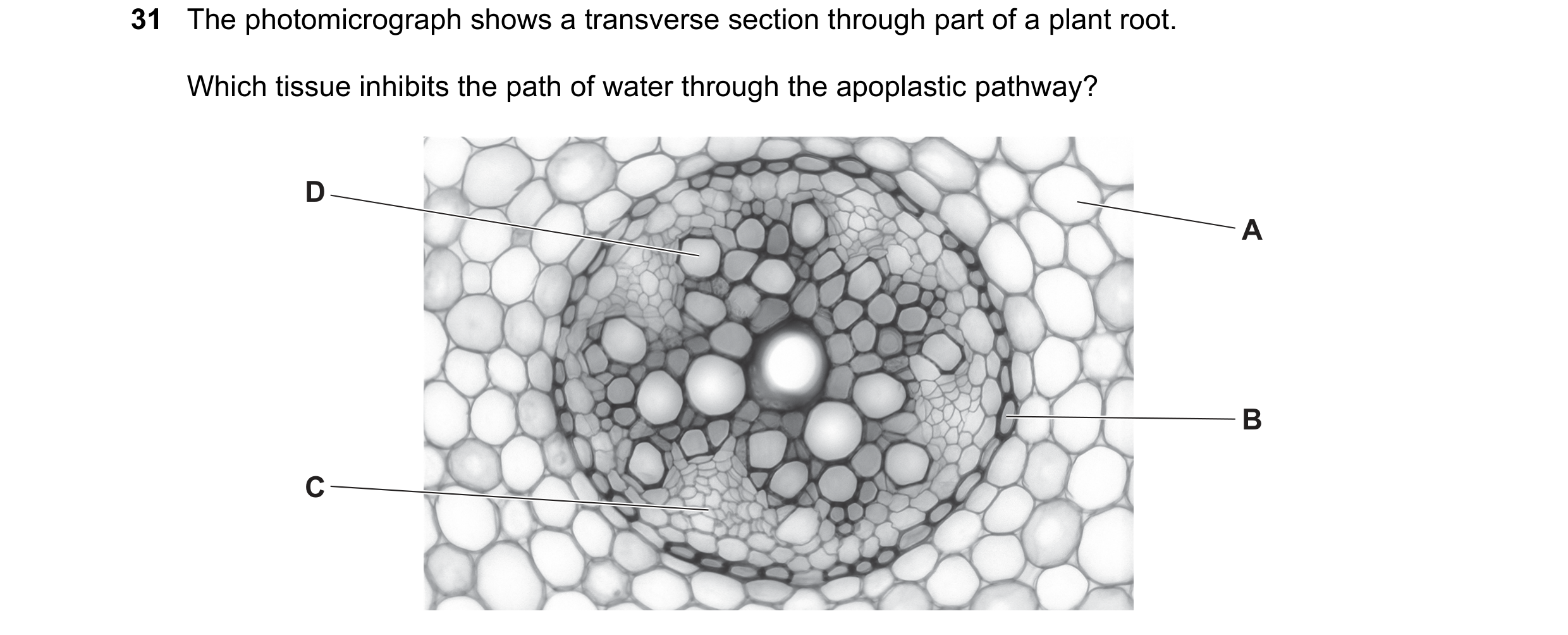 Question 204: The photomicrograph shows a transverse section through part of a plant root. Which tissue inhibits the path of water through the apoplastic…