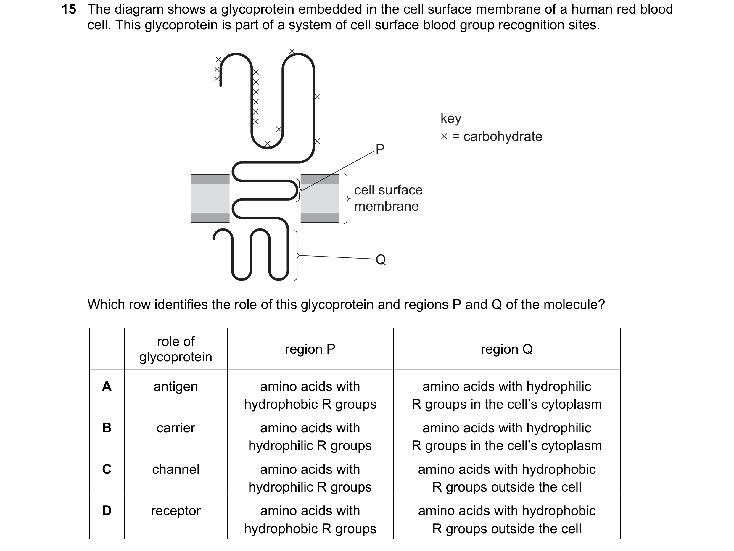 Question 142: The diagram shows a glycoprotein embedded in the cell surface membrane of a human red blood cell. This glycoprotein is part of a system of …