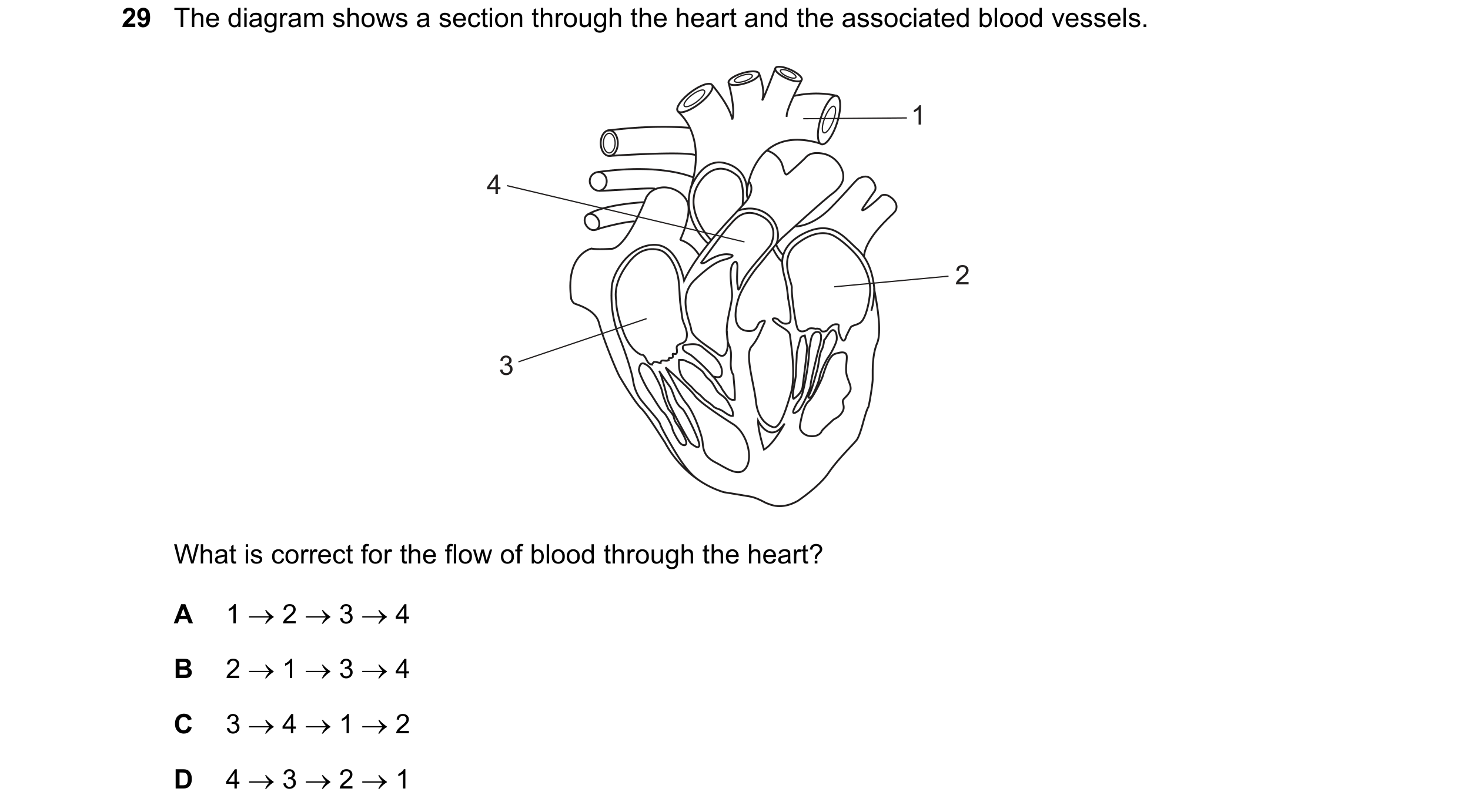 Question 77: The diagram shows a section through the heart and the associated blood vessels. 1 4 2 3 What is correct for the flow of blood through the h…