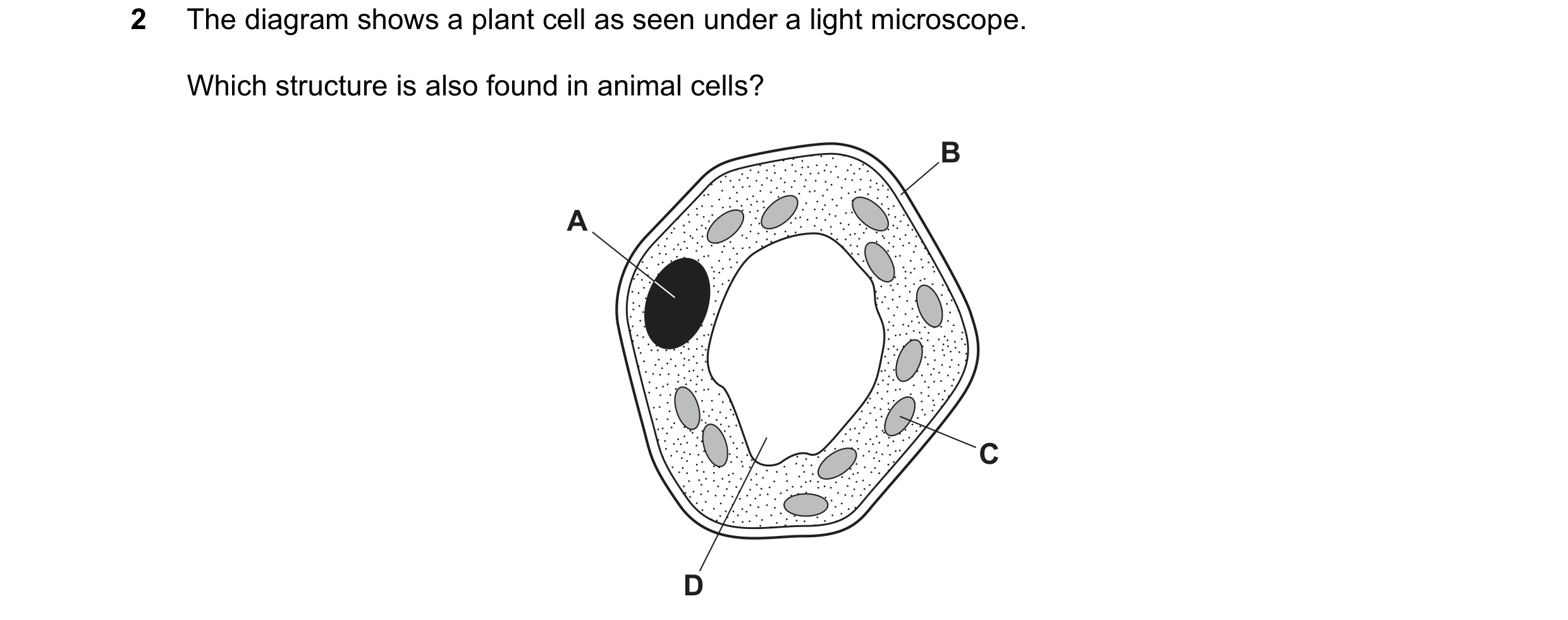 Question 13: The diagram shows a plant cell as seen under a light microscope. Which structure is also found in animal cells? B A C D