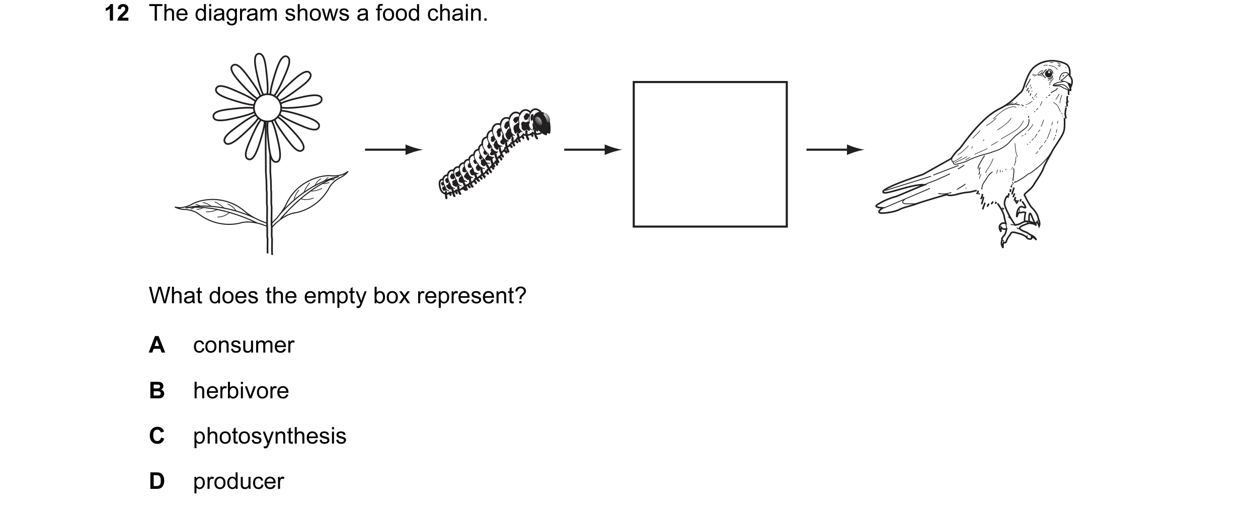 Question 19: The diagram shows a food chain. What does the empty box represent? A consumer B herbivore C photosynthesis D producer